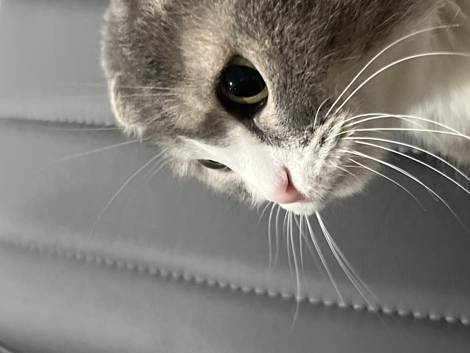 This media file is a close-up, eye-level, portrait-style photograph of a domestic cat's face. The cat has grey tabby markings and white fur around its nose and mouth. Its large, dark eye with a green iris is prominently featured, reflecting a light source. The cat's white whiskers are long and fan out from its muzzle. The background is a muted, soft grey with a subtle, horizontally ribbed texture, suggesting a surface like a textured wall or fabric. The lighting appears to be artificial and soft, casting faint shadows. The photograph captures a moment of quiet observation or curiosity from the cat. There is no visible text. The setting appears to be indoors, given the lighting and the neutral background. The location context of Choeng Thale, Thailand, does not provide specific visual cues within the image itself.