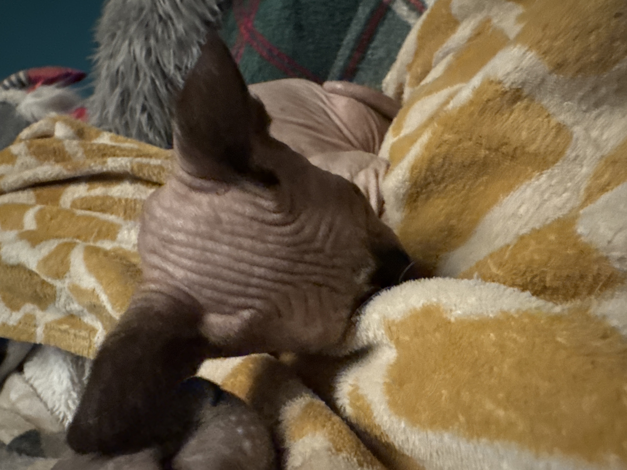 An indoor, eye-level, medium close-up photograph depicts a hairless Sphynx cat partially obscured by soft furnishings. The cat's head and upper back are visible from a rear-left perspective, positioned centrally within the frame, with its head lowered and facing left. Its skin is a light pinkish-beige, characterized by pronounced wrinkles across its head, neck, and visible back. The cat has large, dark, upright, pointed ears. It appears to be nestled into a plush blanket featuring an irregular, abstract pattern of golden-yellow patches on a white background, which occupies the lower two-thirds of the image. To the far left, partially obscured by the cat's ear and the patterned blanket, is a dark, rounded object, possibly another animal's head or body part. In the upper right background, a dark green and red plaid blanket is visible. Above and to the right of the plaid blanket, a segment of grey faux fur material is present, with a flash of red detail adjacent to it, and a solid turquoise-blue surface further in the background. The lighting is soft and ambient, casting gentle shadows that define the cat's skin folds. The location is an unspecified indoor setting in Unknown, Unknown.