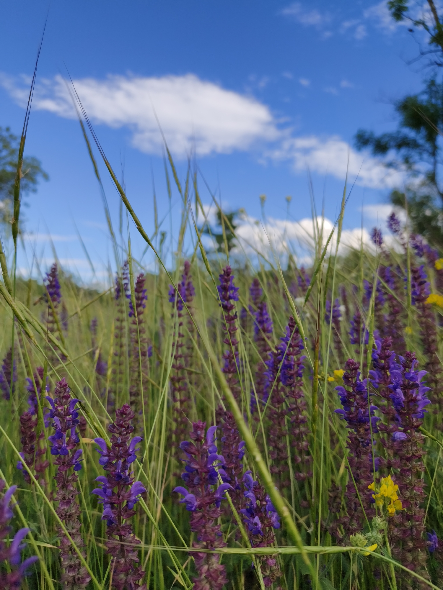 The image depicts a close-up view of a field of purple wildflowers, likely Salvia species, with tall green grass stems in the foreground, partially obscuring the flowers. The flowers are arranged in dense spikes, with individual blossoms clustered closely together. The background shows a blurred expanse of similar vegetation under a bright blue sky with scattered white clouds. In the upper right corner, the out-of-focus greenery of trees suggests the edge of a wooded area. The scene is bathed in natural daylight. The location is identified as Kryvyi Rih, Ukraine. There are no people or animals visible in the image.