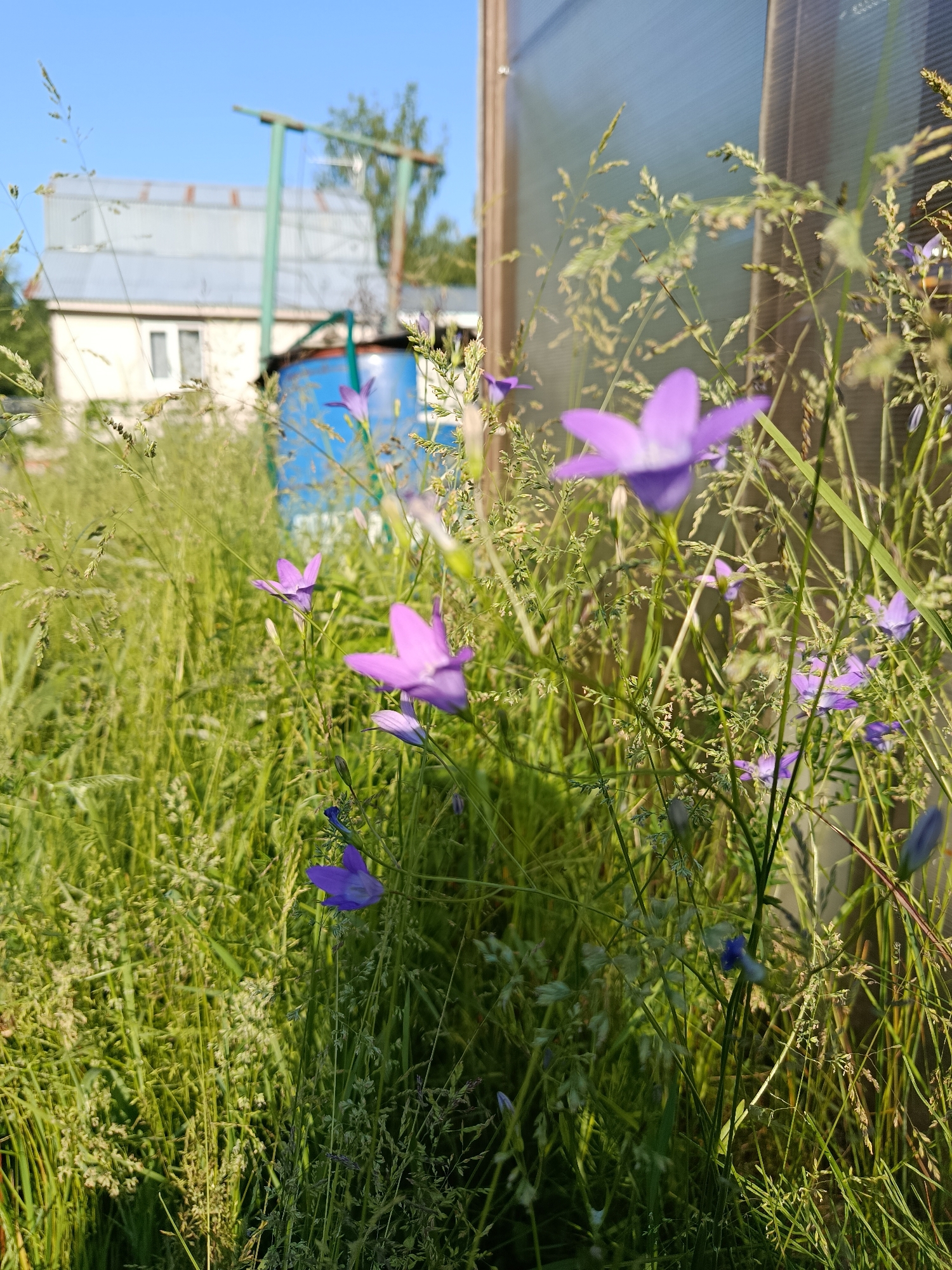 In a field with tall green grass and small purple bell-shaped flowers, a blue water barrel sits next to a building with a corrugated metal roof. A wooden structure with a translucent roof stands to the right of the scene. The sky is clear and blue. The image was taken in Alferovo, Russia.