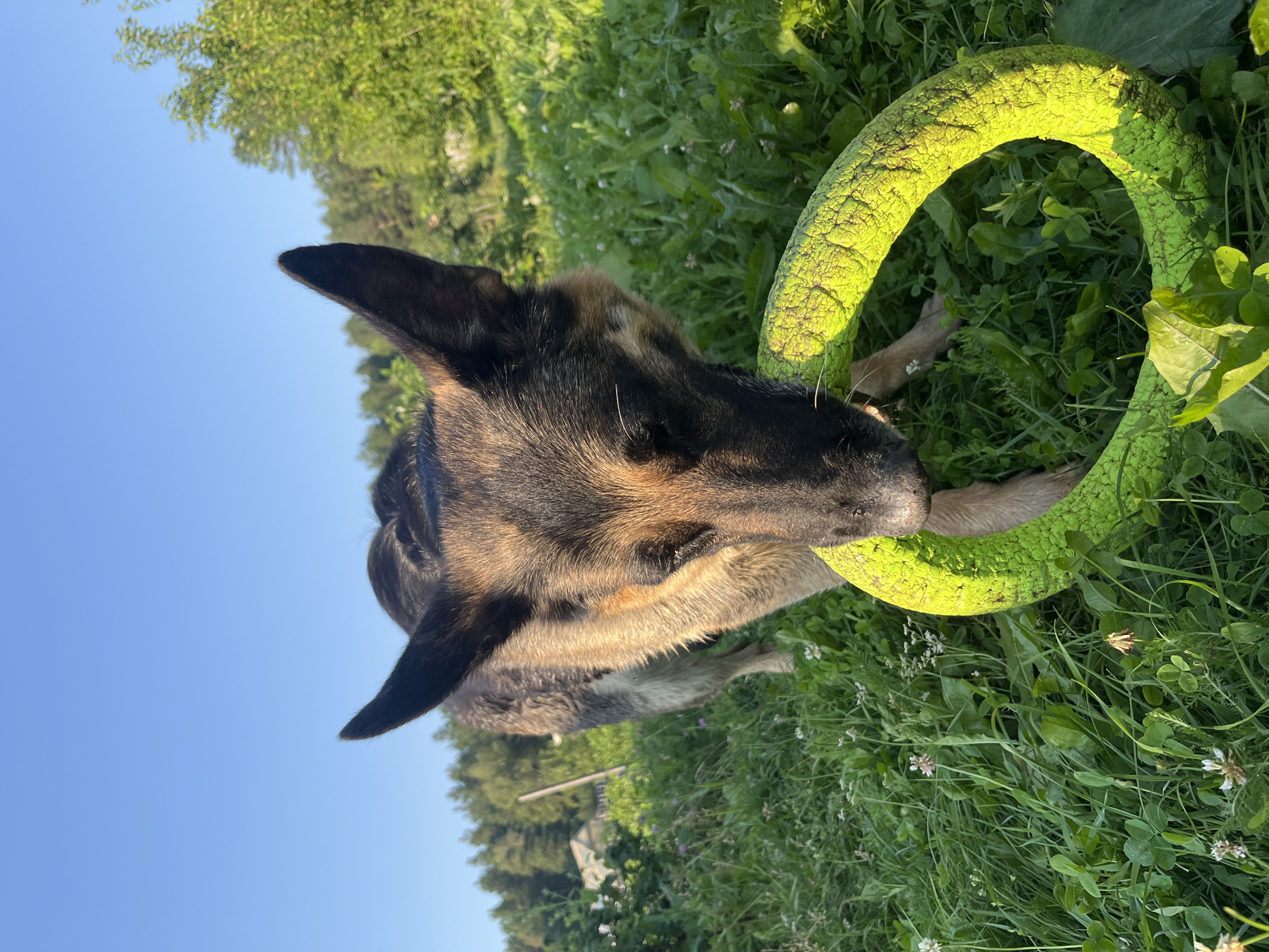 A German Shepherd dog is in a grassy field with a bright green ring toy. The dog is looking down at the toy, with its mouth near it. The dog has black and tan fur, with erect ears. The background consists of green grass, trees, and a clear blue sky. The lighting suggests it is daytime, likely late afternoon or early evening, as there are long shadows and the sun is at a low angle. The setting appears to be outdoors in a natural environment, possibly a park or a backyard. The dog seems engaged and focused on the toy. There is no visible text in the image. The location context is Nizhny Tagil, Russia.