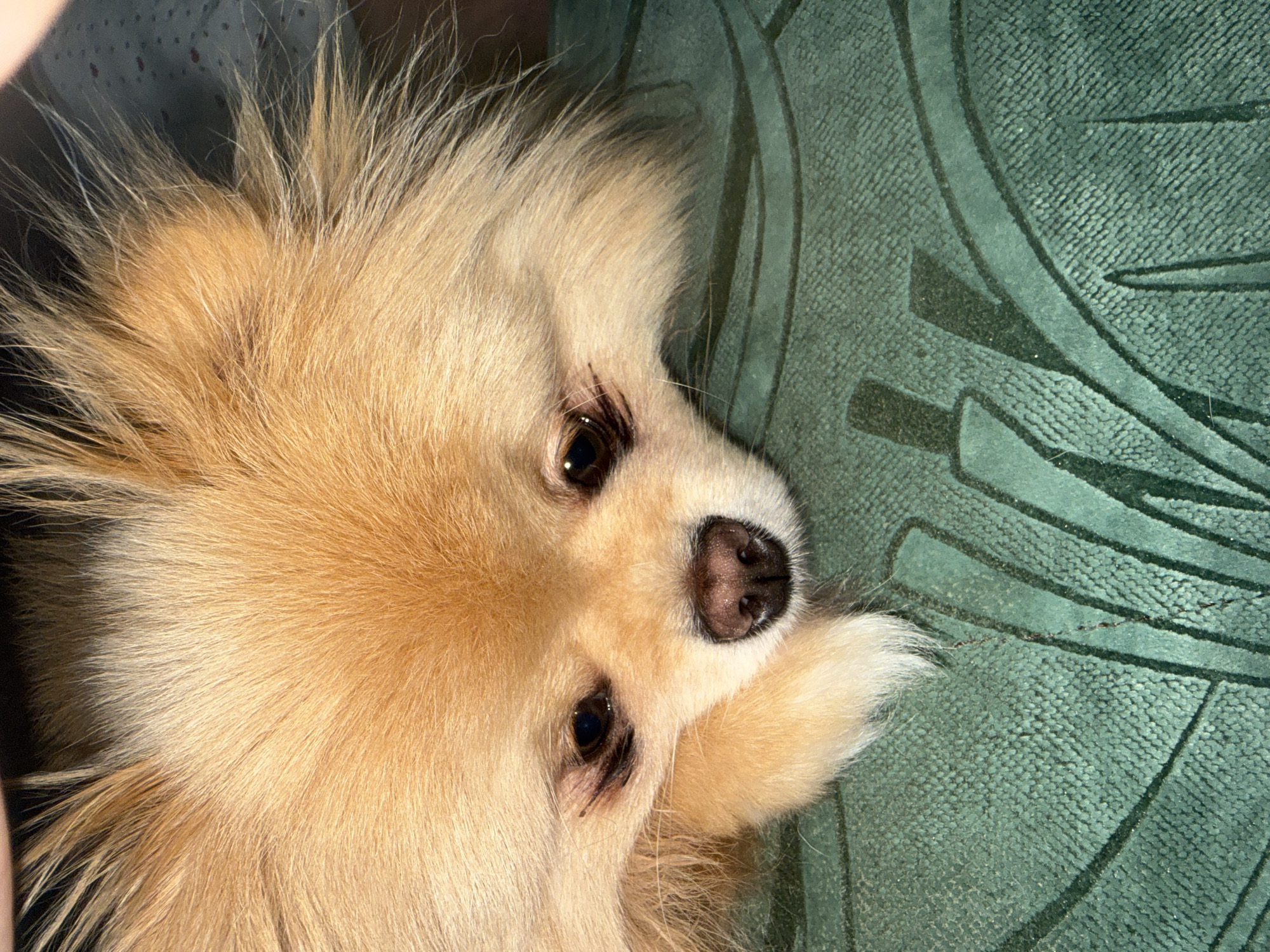 A close-up, eye-level shot shows the head of a small, light-brown Pomeranian dog resting on a textured, dark green surface. The dog's fur is fluffy and appears to be a golden-brown color. Its dark brown eyes are looking downwards, and its nose is a dark, moist brown. The dog's left paw is visible, resting in front of its face. The green surface beneath the dog has a raised, geometric pattern. The lighting suggests it may be indoors. The image lacks any discernible urban or environmental context that would place it within a specific city.