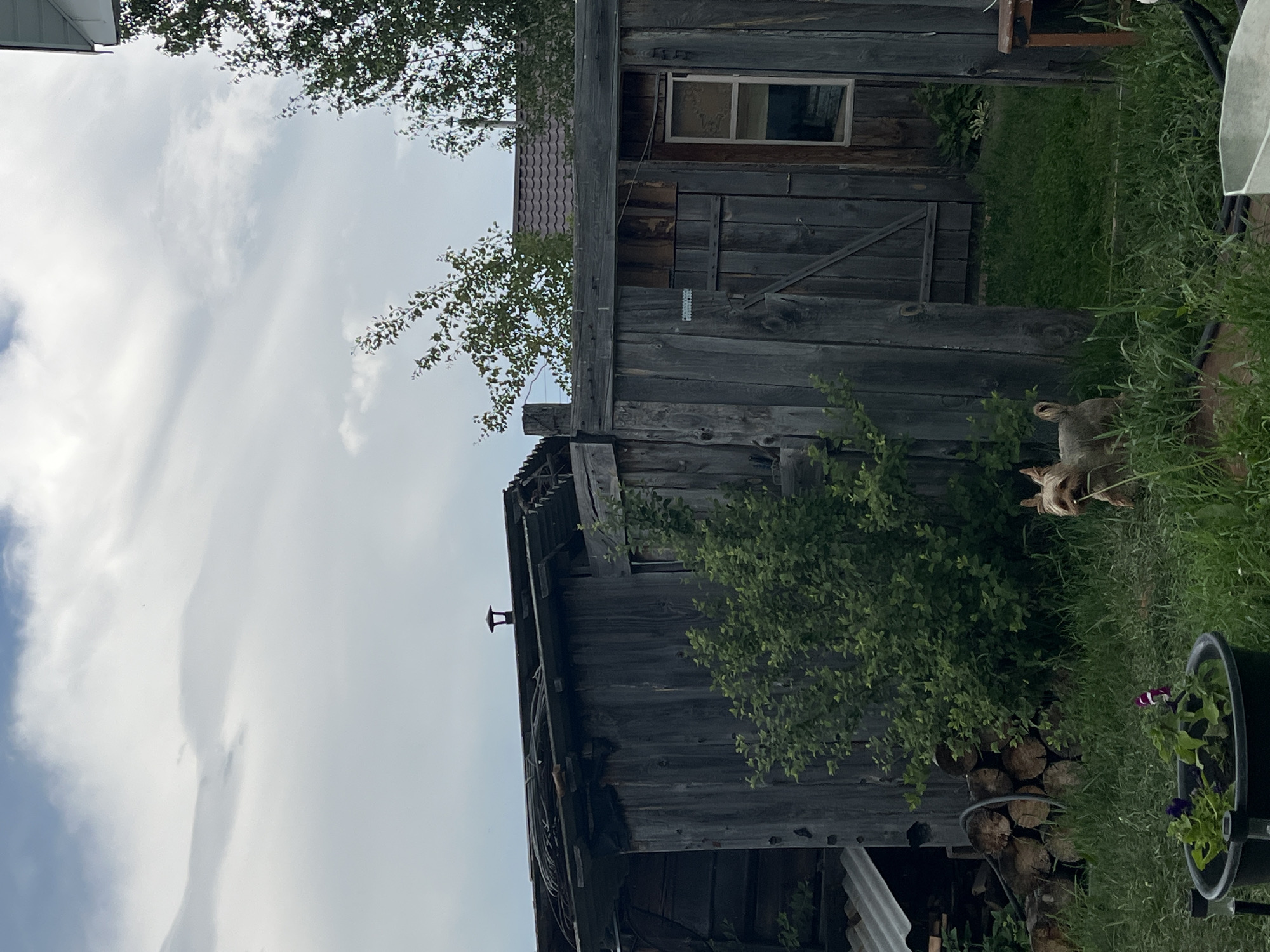 This image depicts a rustic outdoor scene likely in Kovriga, Russia, characterized by weathered wooden structures and overgrown vegetation. In the foreground, a small terrier-type dog stands attentively in tall grass, with a potted plant containing purple flowers to its left. Behind the dog, a dilapidated wooden shed or outbuilding dominates the frame, its gray planks showing significant signs of age and wear. A bush with lush green leaves grows to the left of the shed's entrance. Stacked logs are visible to the far left of the outbuilding. The sky above is overcast with dramatic cloud formations. To the right of the shed, a portion of another building with a brown, tiled roof is visible, and a glimpse of a wooden table and chair can be seen. The overall impression is one of rural simplicity and the passage of time.
