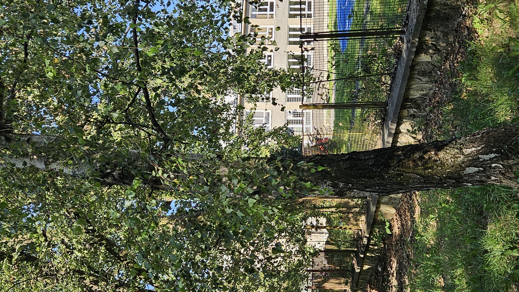 The image shows a birch tree in the foreground, with its trunk leaning slightly to the right. The tree has abundant green foliage, with some leaves casting shadows on the ground and the trunk. Behind the tree, a stone wall topped with a fence runs horizontally across the scene. Beyond the fence, there is a building with multiple windows, appearing to be a school or similar institution. A blue rectangular area, possibly a sports court or pool, is visible in the far right background. The overall setting suggests an outdoor area, possibly a park or schoolyard, in the city of Prešov, Slovakia. There are no people or animals visible in the image.