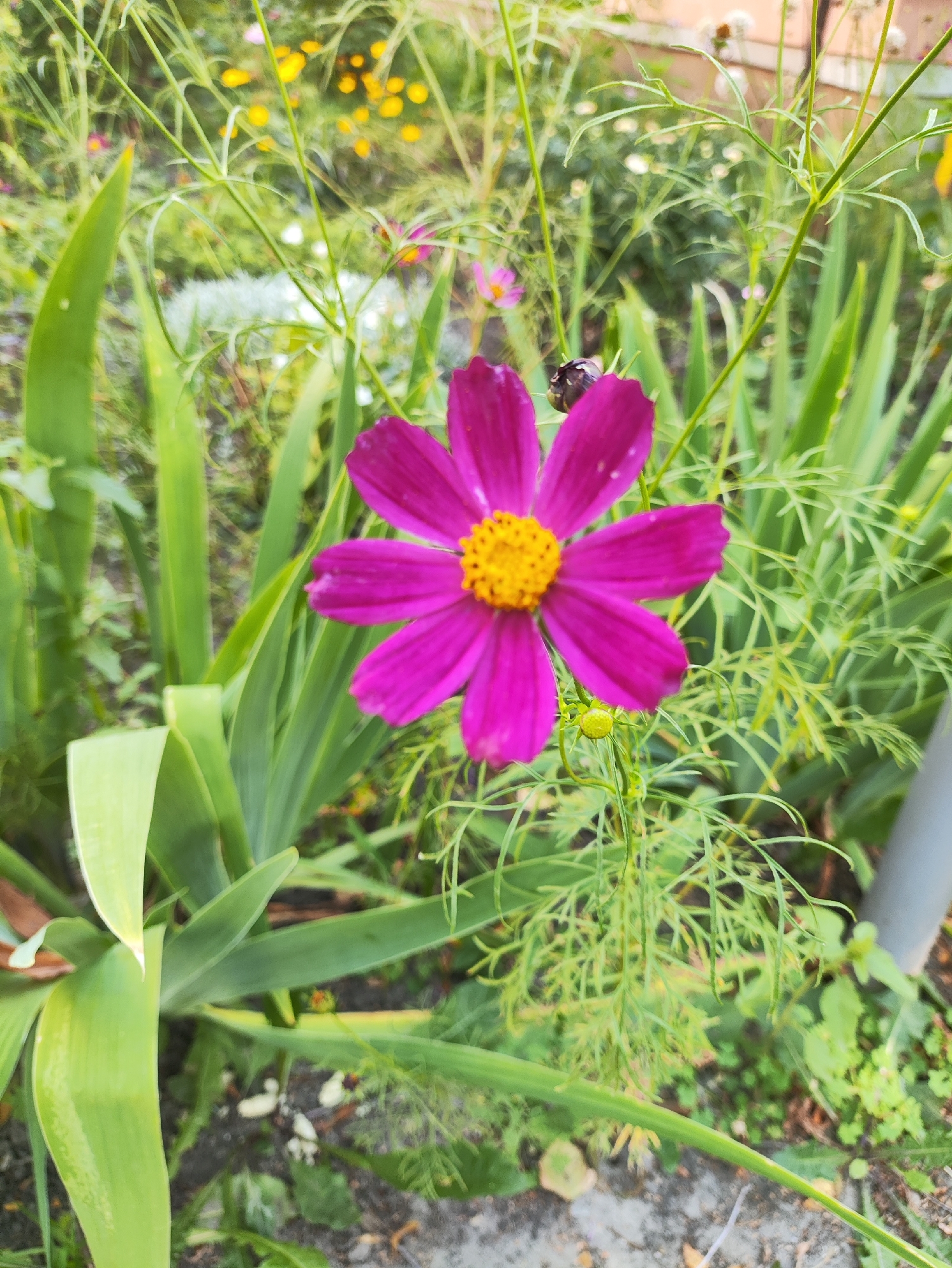 A close-up, slightly angled shot captures a vibrant pink cosmos flower with a bright yellow center, blooming amidst a garden setting. The flower is the primary subject, positioned in the center-left of the frame. Its petals are soft and slightly curled, showcasing delicate veins. A small, dark insect, possibly a beetle, is perched on one of the petals near the center.
The surrounding environment is lush and green, with various plants creating a natural backdrop. To the left, broad, sword-like green leaves fan out, providing a stark contrast to the feathery foliage that surrounds the flower. In the background, out-of-focus yellow and pink flowers add pops of color, suggesting a diverse floral arrangement. A grey pole or post is visible on the far right. The ground below appears to be a mixture of soil and small pebbles.
While the image depicts a common garden scene, the user has specifically requested details about Kharkiv, Ukraine. Without further information or context linking this specific image to Kharkiv, it is impossible to confirm its location within that city. The scene is consistent with a garden found in many urban or suburban environments. There are no people or specific architectural elements that would definitively place it in Kharkiv.