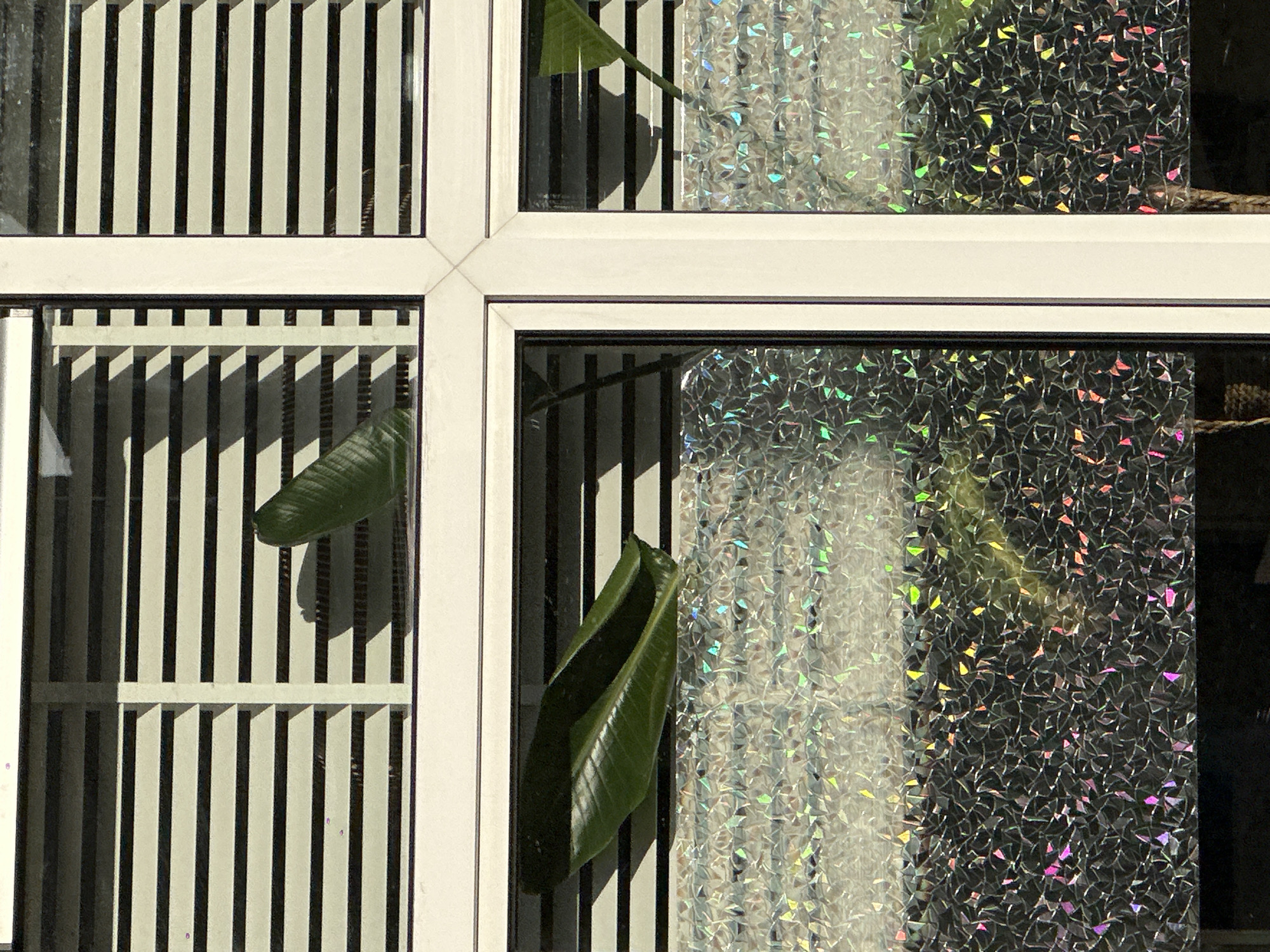 The image displays a close-up view of a white-framed window divided into four rectangular panes, consistent with a building in Amsterdam, Netherlands. Strong sunlight illuminates the scene, indicating daytime and clear weather conditions.
The two left panes feature an interior view of vertical white slats, likely blinds or shutters, with dark spaces in between. These slats cast sharp, parallel shadows, suggesting an angled light source. Within these panes, parts of a large, deep green leaf from an indoor plant are visible, positioned near the window.
The two right panes are covered with a distinctive, textured film. This film exhibits a holographic or iridescent effect, brilliantly refracting sunlight into a mosaic of vivid colors such as pink, green, yellow, blue, and purple. The film's pattern consists of numerous small, irregular, reflective shapes that shimmer with the changing light.
No people are present in the image, and there is no visible text. The overall impression is one of bright, sunlit domesticity or a private space, with a decorative and functional window treatment.