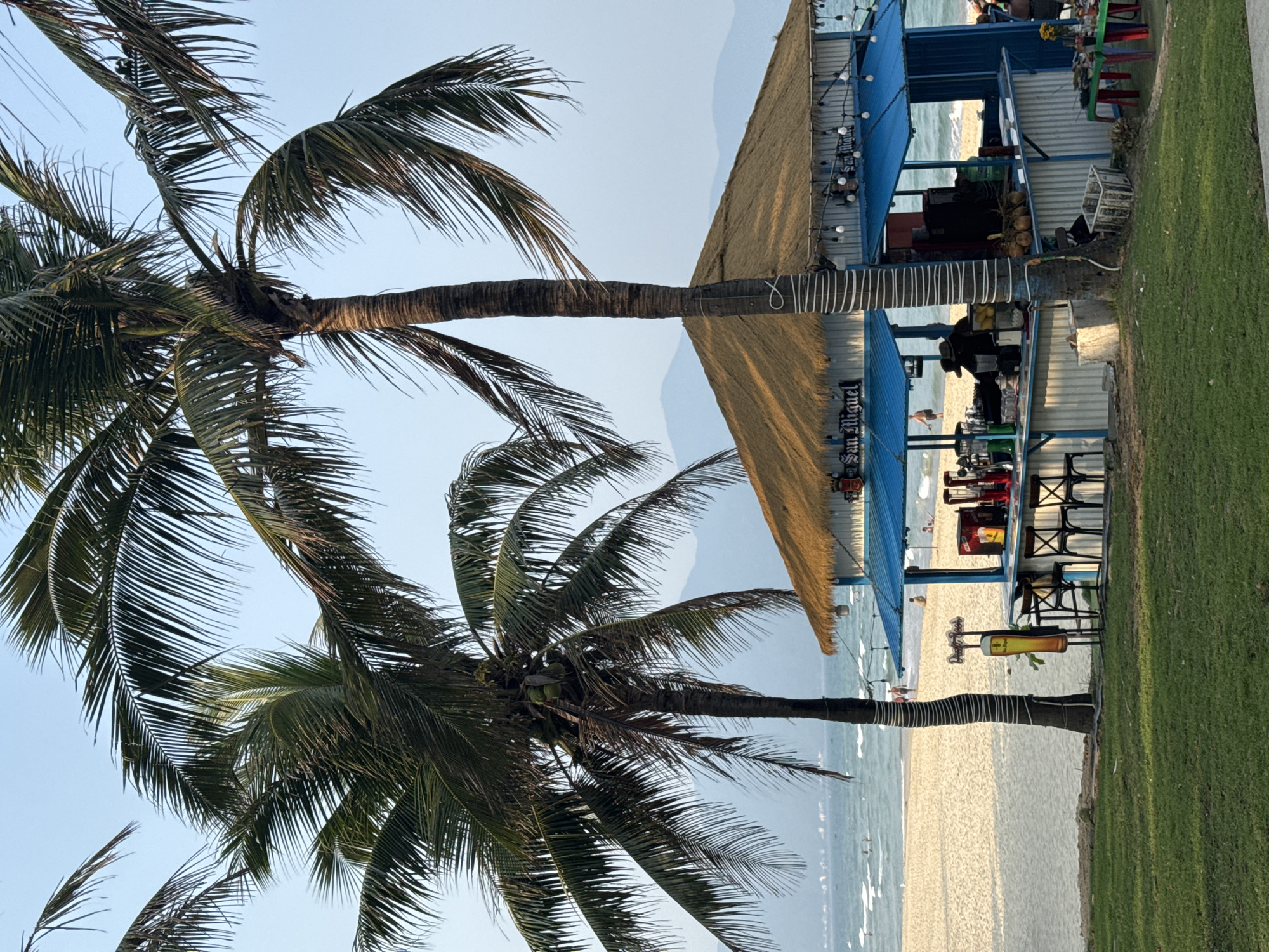 This image depicts a beach scene in Đà Nẵng, Vietnam. Two palm trees with green coconuts are prominent in the foreground, framing the ocean. The sandy beach leads to a blue-roofed beach bar with "San Miguel" signage. Tables and chairs are visible under the roof, with people seated. The background includes the ocean, faint mountains, and a clear sky. A patch of green grass is visible to the right.