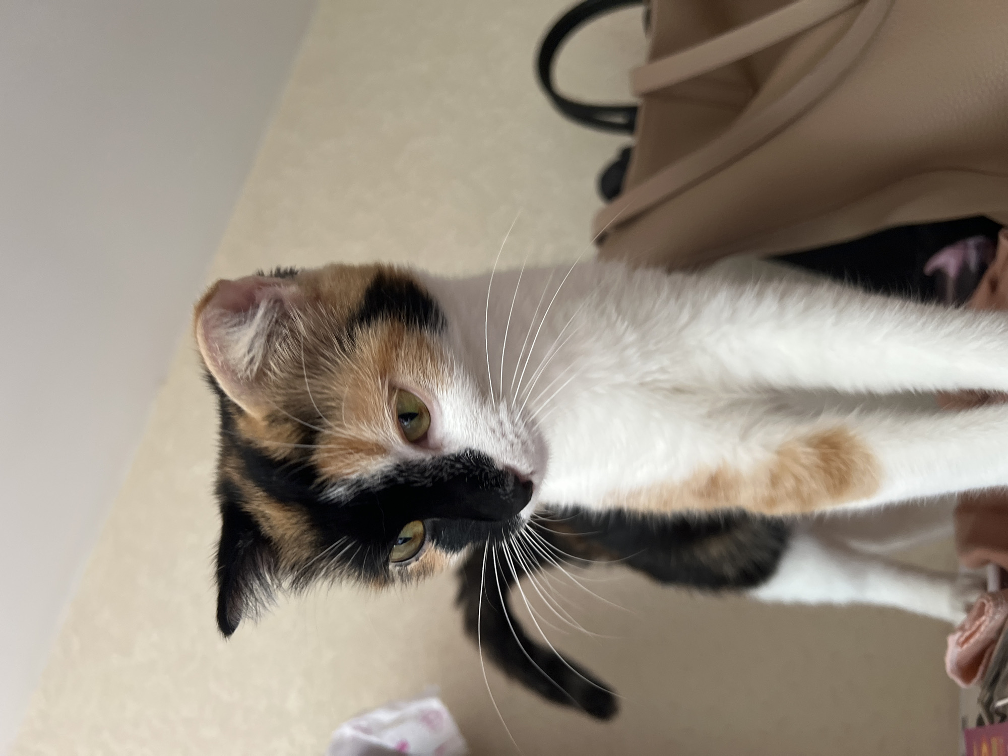 A calico cat is perched on a surface, its body predominantly white with patches of black, orange, and tan fur. The cat's face is split down the middle, with one side black and the other white with tan markings. Its eyes are open and green, and it has long white whiskers. The cat is looking downwards, with its left ear slightly folded. To the right of the cat, a light brown handbag is visible, with a black strap. In the background, a textured, light-colored wall is present, with a hint of a white garment hanging on the left. The scene is indoors. The location of Kizilyurt, Russia is not ascertainable from the provided image.