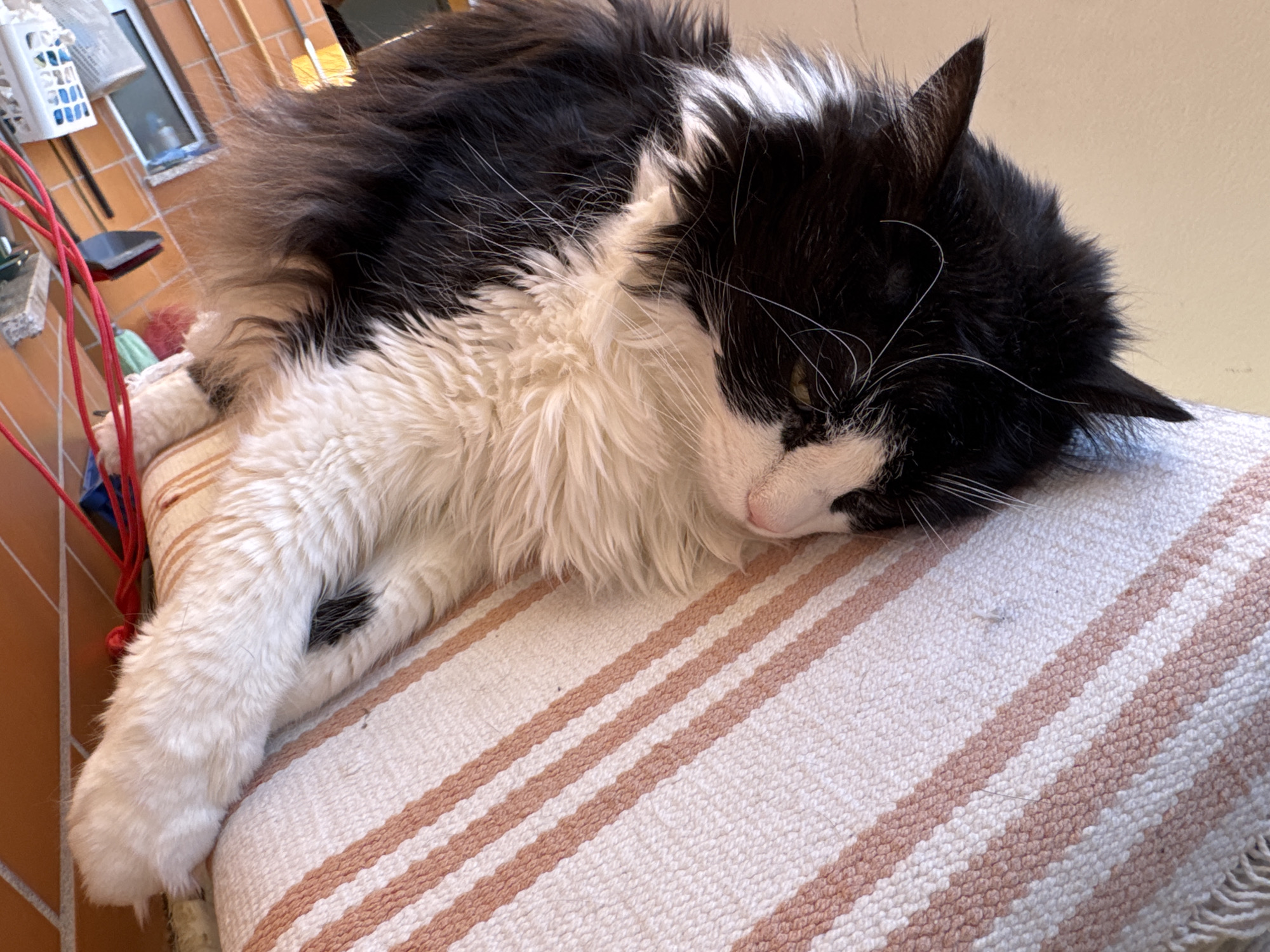 A black and white cat is sleeping on a cushion with pink and white stripes. The cat's head is resting on the cushion, and its paw is extended. The photo was taken indoors, possibly in a house or apartment in Mirandela, Portugal. The cat is the only subject.