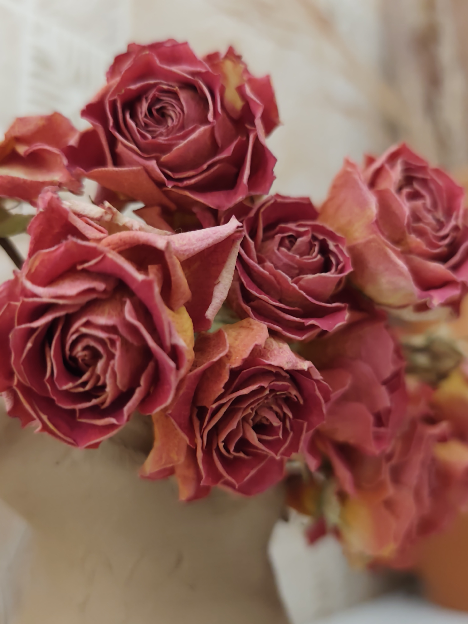 The image shows a close-up of a bouquet of dried red roses. The roses are small and have a deep red color, with some hints of orange and yellow around the edges of the petals. They are arranged in a cluster, with some roses overlapping others. The background is blurred and appears to be a neutral color, possibly a light beige or off-white fabric. There are no people or animals visible in the image. The scene is static and appears to be an indoor still life. There is no identifiable information about the location in Minsk, Belarus.