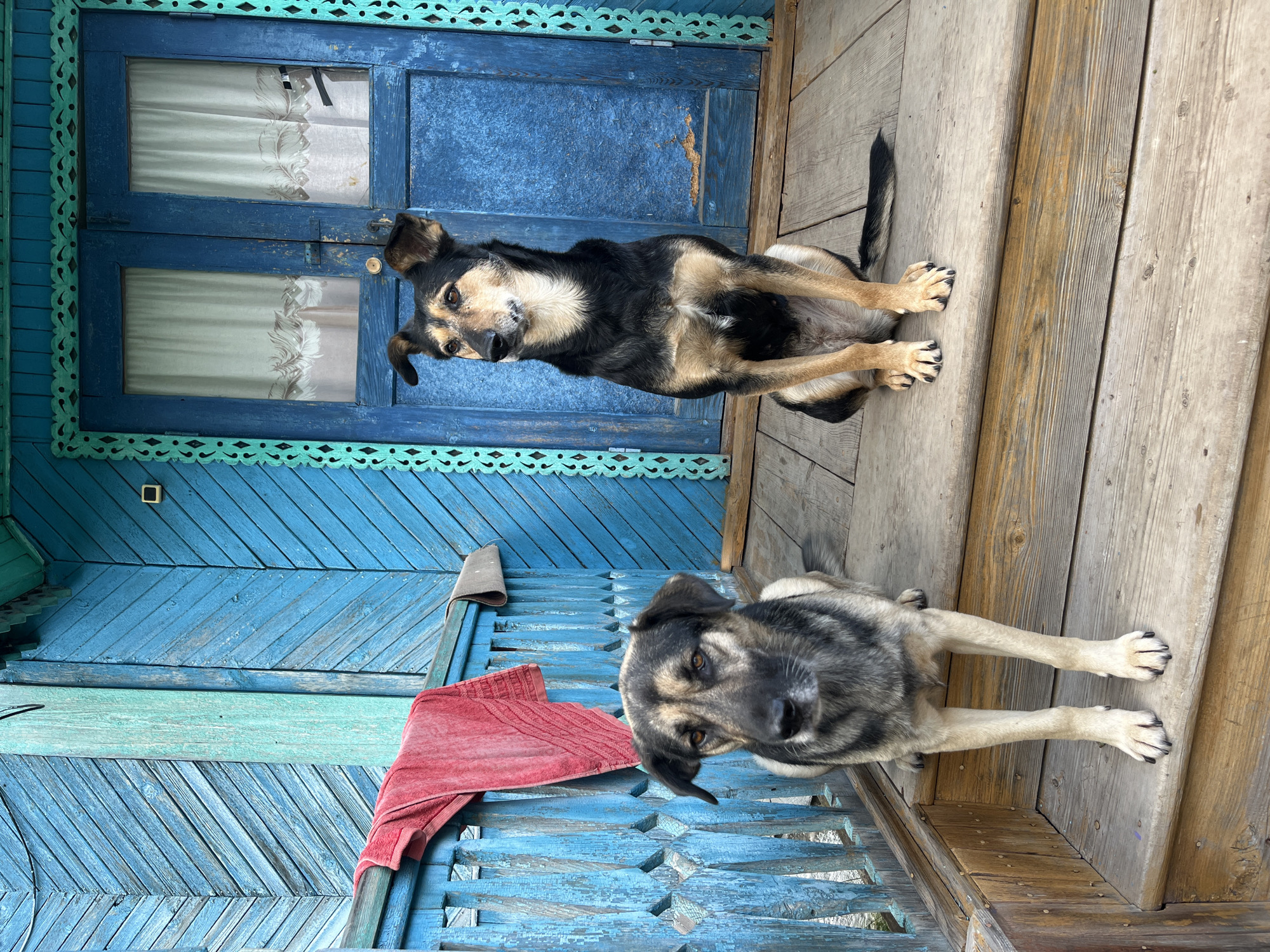 Two dogs are sitting on the wooden porch of a house with blue painted walls and door. The dog on the left is facing forward, while the dog on the right is looking to the left. The porch railing is also painted blue and has ornate carvings. A red towel is hanging on the railing. The house appears to be old and rustic. The scene is set in the city of Nizhny Tagil, Russia.