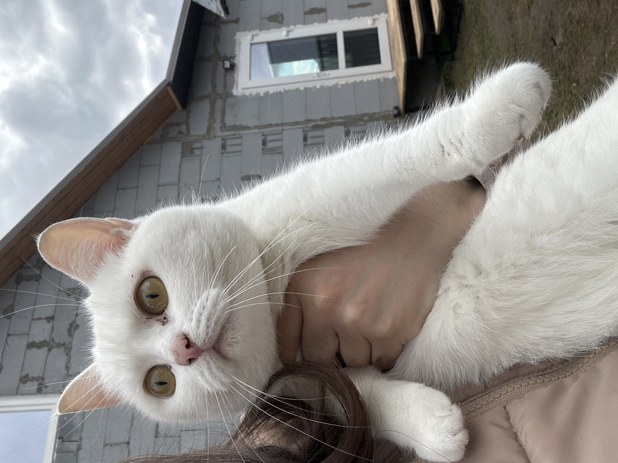 A person holds a white cat in their arms. The cat is facing the camera with its head tilted. The background shows an unfinished building with a window, under a cloudy sky. The location is Chaikovsky, Russia.