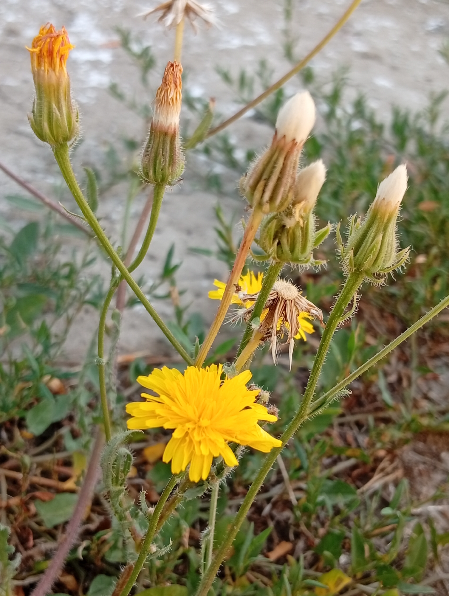 A close-up, eye-level, outdoor shot features several dandelion plants, with a focus on their buds and one open yellow flower. The plants are growing in an area with dry dirt, scattered brown twigs, and green foliage. The background is blurred, showing a light-colored, textured surface. One of the dandelion buds is partially open, revealing orange and yellow petals. Other buds are white and closed, with a few dried, faded flower heads also present. The stems are green and have fine hairs. The lighting suggests it is daytime.