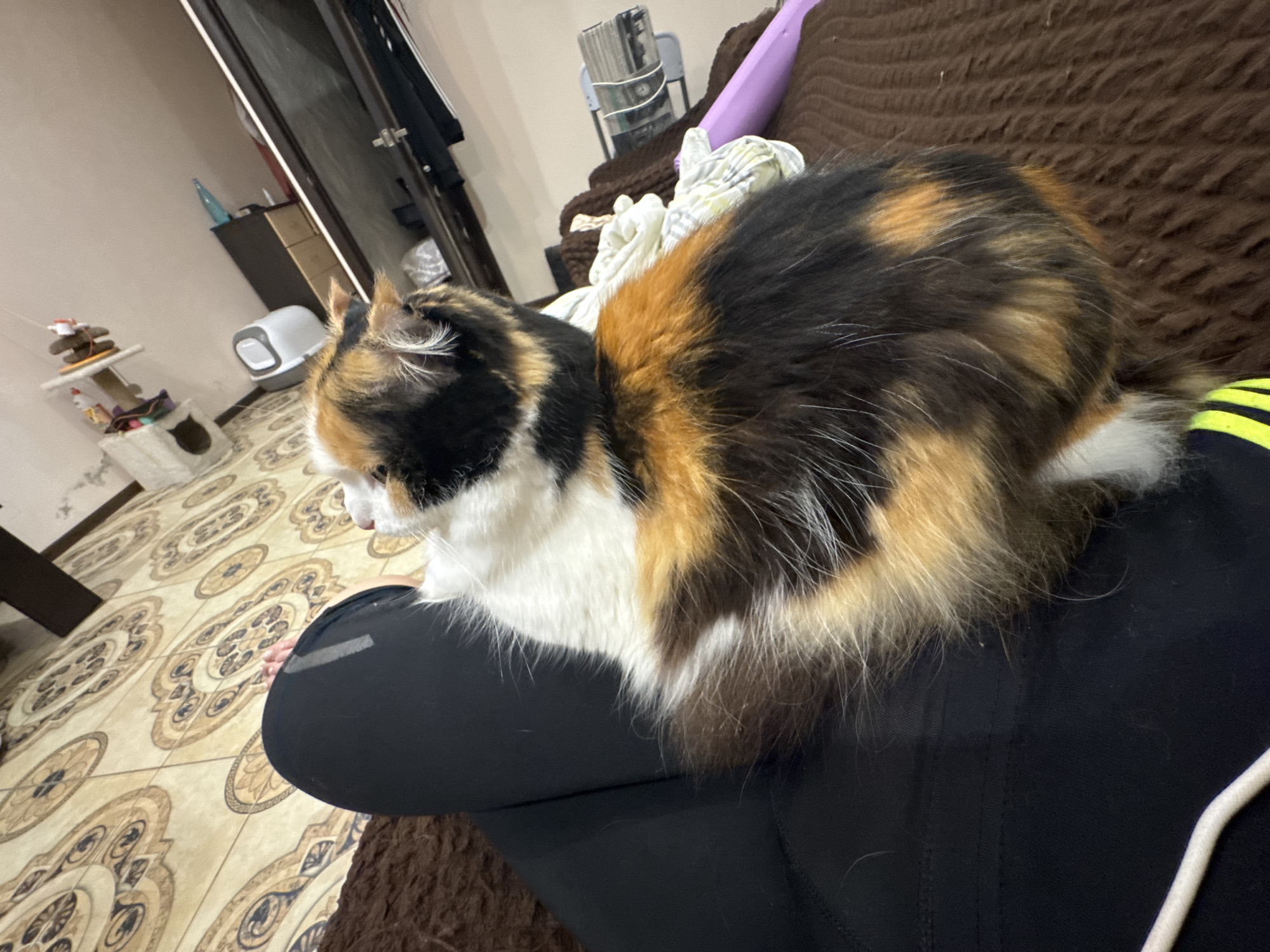A calico cat is sitting on a person's lap. The person is wearing black pants with a neon yellow and black stripe. The cat has black, orange, and white fur. The background includes a brown couch, a tiled floor, a cat tree, and a litter box. The location cannot be determined from the image.