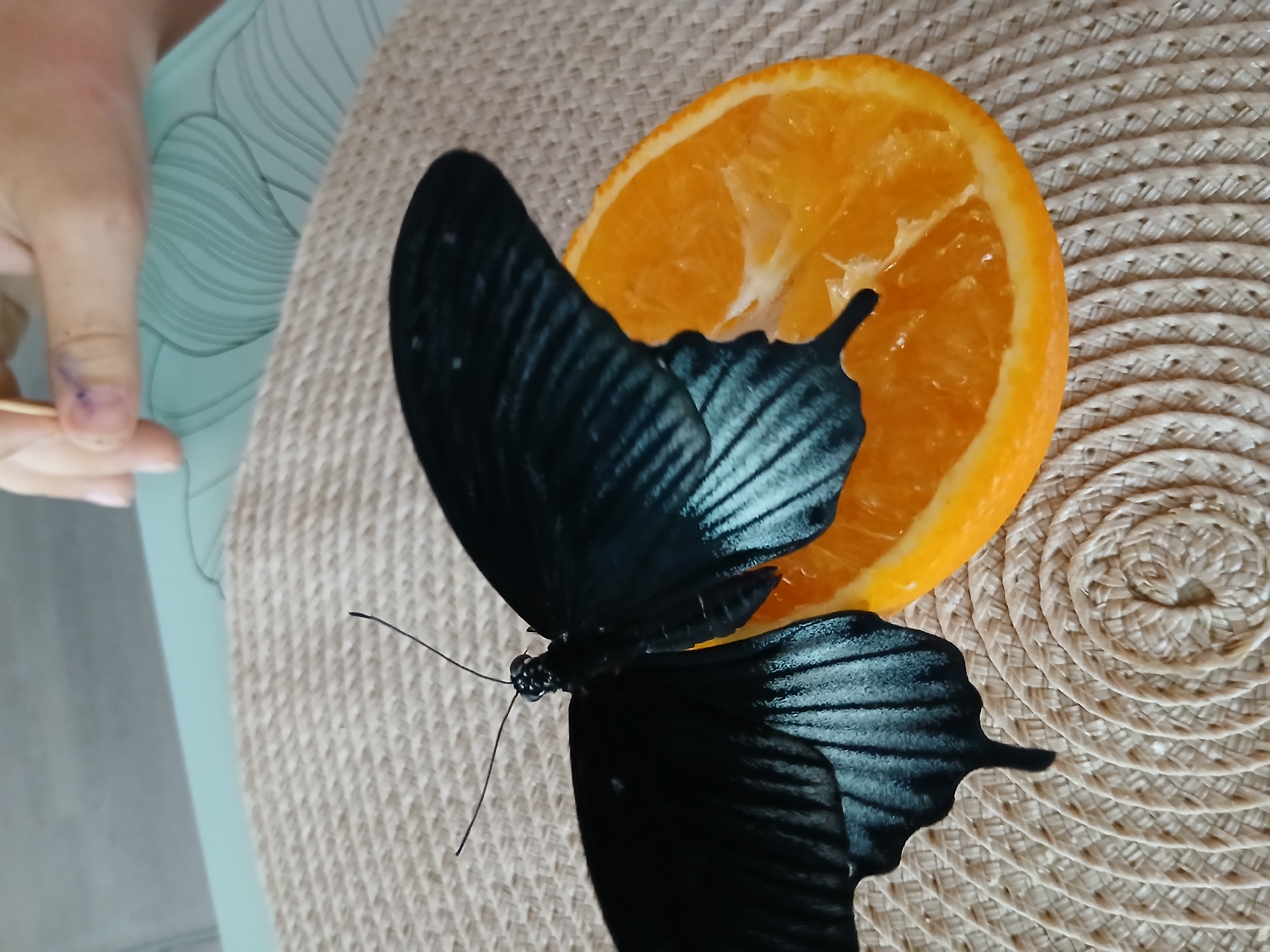 A close-up, top-down shot shows a large, black butterfly with iridescent blue markings on its wings resting on a slice of orange. The butterfly's body and head are also black. The orange slice is positioned on a woven, circular placemat. In the background, a hand is visible, holding a thin stick and appearing to draw or paint on a light blue surface with a wavy pattern. The environment suggests an indoor setting, possibly a table.