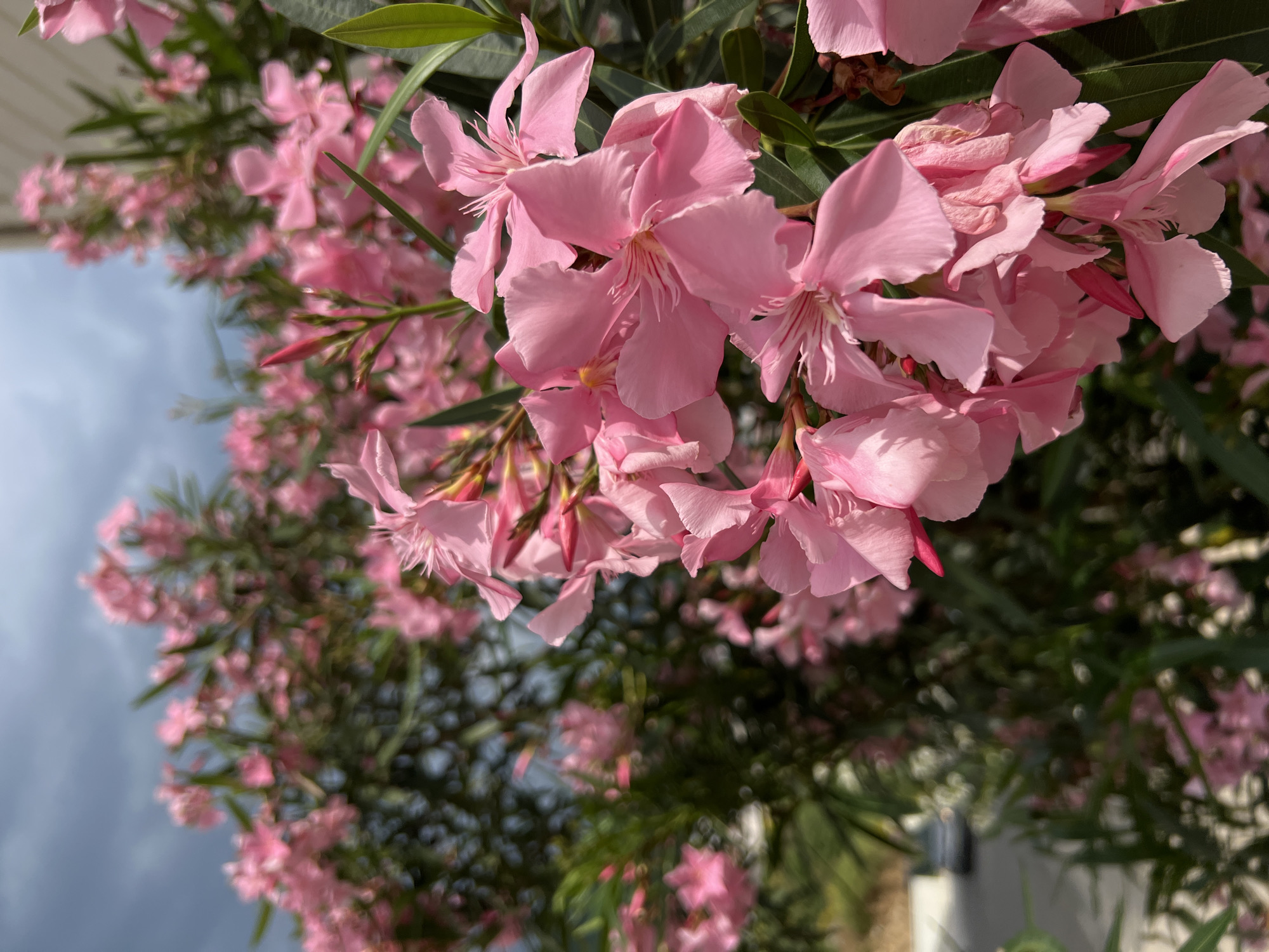 The image depicts a cluster of pink Oleander flowers (Nerium oleander) in full bloom, with several green leaves visible. The flowers are the primary subject, taking up a significant portion of the frame. In the background, more Oleander flowers are visible, though less in focus. The sky is partially visible in the background, suggesting an outdoor setting. Based on the metadata, the image was taken in Boreti, Montenegro.
