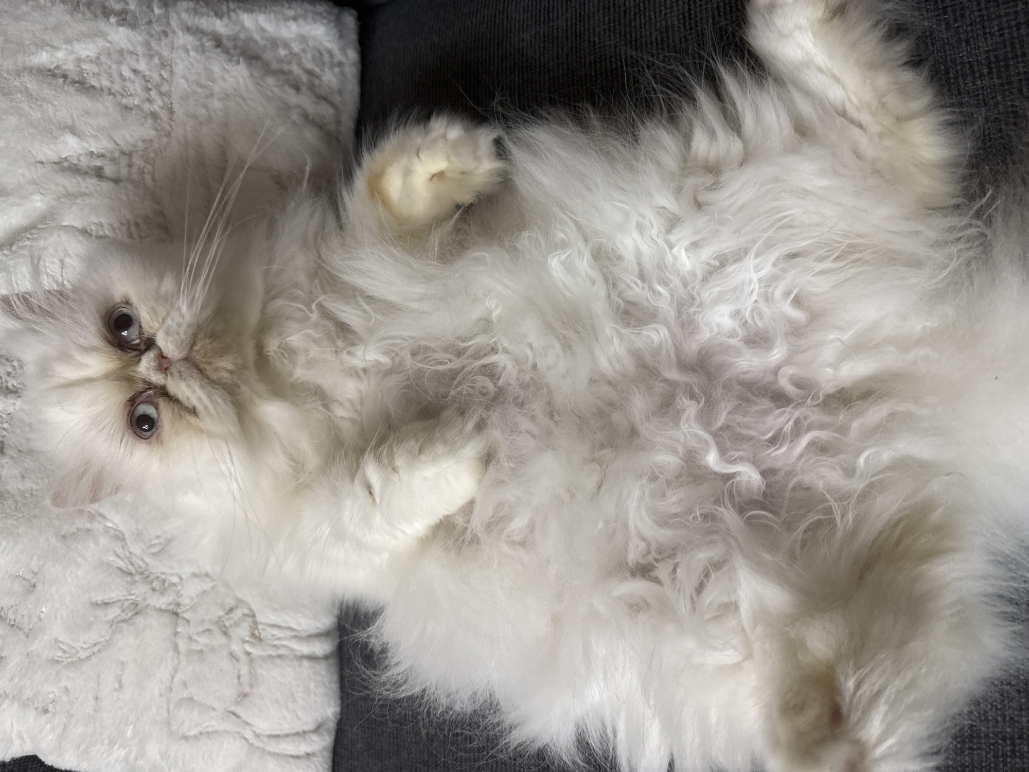 A white Persian cat with blue eyes is lying on its back on a dark gray sofa. The cat is facing the camera, with its front paws extended upwards and its hind legs splayed out to the sides. Its fur is long and fluffy, and its belly is exposed, showing some pink skin beneath the fur. The cat is resting on a white, fluffy pillow. The image was taken indoors, likely in a residential setting, in Burgas, Bulgaria. There are no people or other animals visible in the image. The lighting is soft and natural, suggesting it was taken during the day.