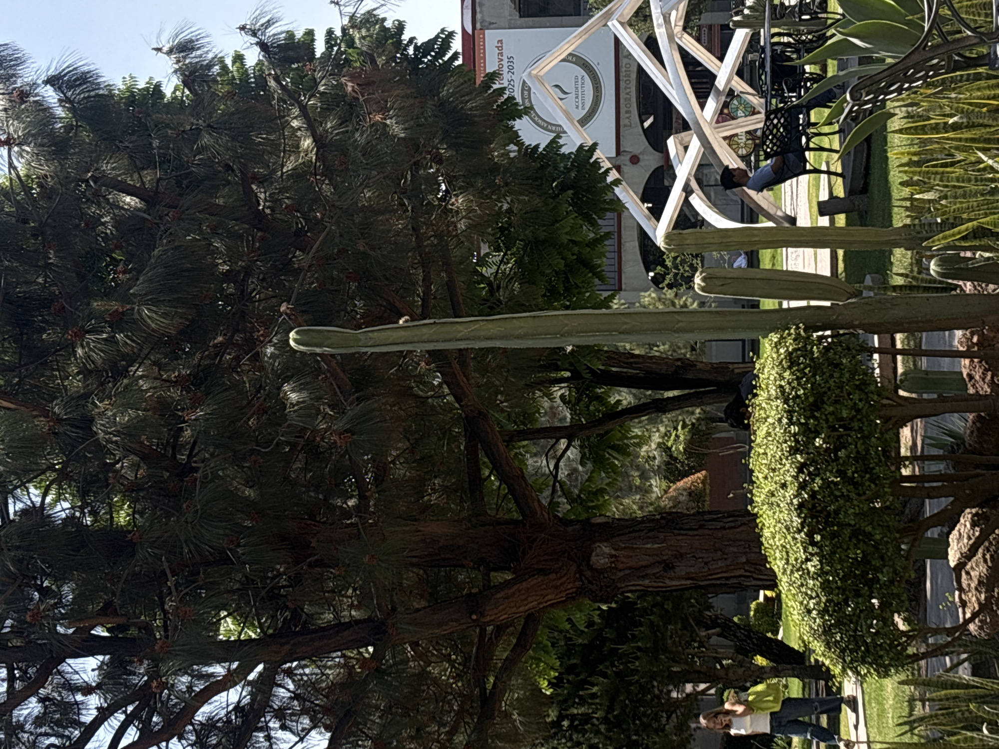 The image shows a scene in San Andrés Cholula, Mexico, likely a park or outdoor space adjacent to a building. A large, mature tree with dense foliage dominates the left side of the image. To the right of the tree, there are tall cacti of the genus *Stenocereus*. Further to the right, there is a dense, tall, rounded shrub or hedge, and behind it, another plant with long, sword-like leaves, potentially a type of agave or aloe.
In the background, a building is visible with a sign that reads, "Penovada 2025-2035". The sign also includes the words "ACCREDITED INSTITUTION" and "LABORATORIO A". A white, geometric, art-like structure is erected nearby. A man is sitting in a chair. At the bottom edge of the image, two people are walking along a path. The overall environment appears to be well-maintained and planted with various greenery.