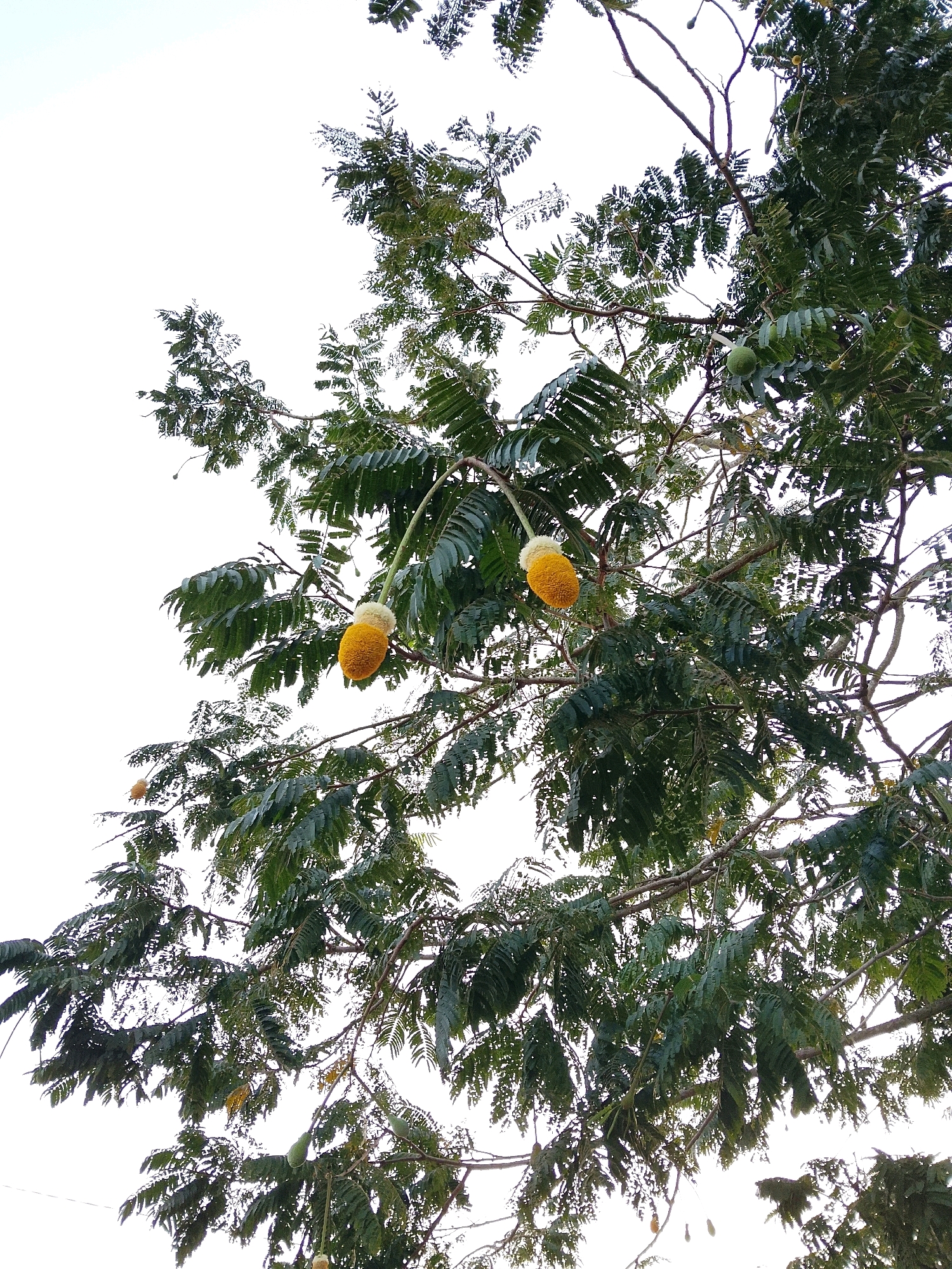 This is a vertical, medium-shot photograph of a tree branch with fruit, set against a bright, overcast sky. The tree's dense, dark green foliage fills the majority of the frame, with branches extending in various directions. Two distinct, elongated fruits hang from stems, each with a yellow, fluffy top and a lighter, cream-colored bulbous bottom. Several smaller, oval, green fruits are also visible amongst the leaves. The image was taken in Labuhan Ratu Sembilan, Indonesia.