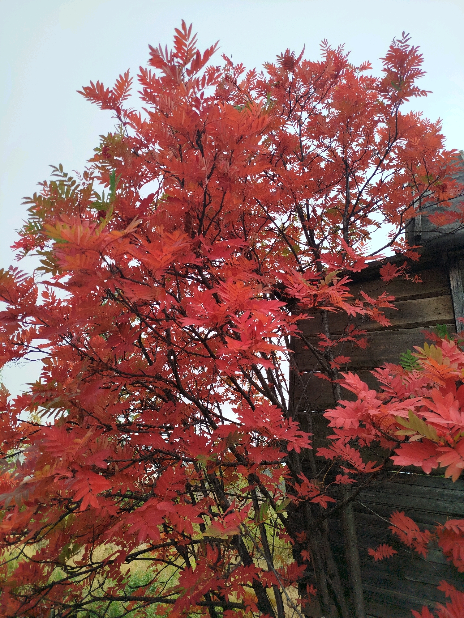 A low-angle shot captures a tree with bright red leaves against a pale, overcast sky. To the right of the tree, a rustic wooden structure, possibly a building, is partially visible. The wood appears weathered and dark, with horizontal planks forming the wall. The leaves of the tree are the dominant feature, densely clustered and vibrant with autumn color. Some green and yellow leaves are interspersed, suggesting the transition of seasons. The branches of the tree are dark and sinewy, creating a complex silhouette against the sky and the wooden structure. The overall impression is one of autumnal beauty in a somewhat rural or neglected setting.