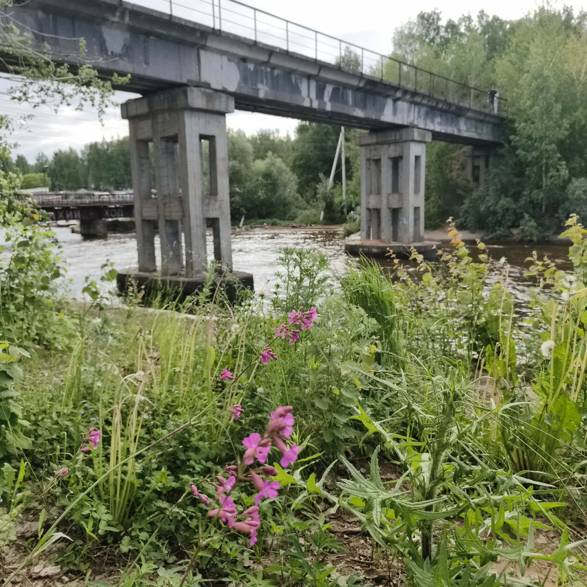 The image captures a view of the Kama River in Chaikovsky, Russia, dominated by a concrete overpass or bridge spanning across the water. The structure is supported by substantial concrete pillars, some of which have open rectangular cutouts. The overpass itself appears to be made of concrete and metal, with a railing visible along its top. A single individual, appearing as a dark silhouette, stands on the walkway of the overpass, looking towards the right side of the frame.
In the foreground, a dense growth of green vegetation and wild pink flowers blankets the riverbank. The flowers are small and clustered on thin stems, adding a touch of color to the otherwise muted tones of the concrete and foliage. The river flows with a textured, rippling surface, reflecting the overcast sky and the surrounding greenery. In the background, across the river, a dense line of trees forms a natural border, interspersed with what appear to be utility poles. Further in the distance, a smaller bridge or structure with visible signage can be seen. The overall atmosphere is one of a natural riverside setting with prominent industrial infrastructure.