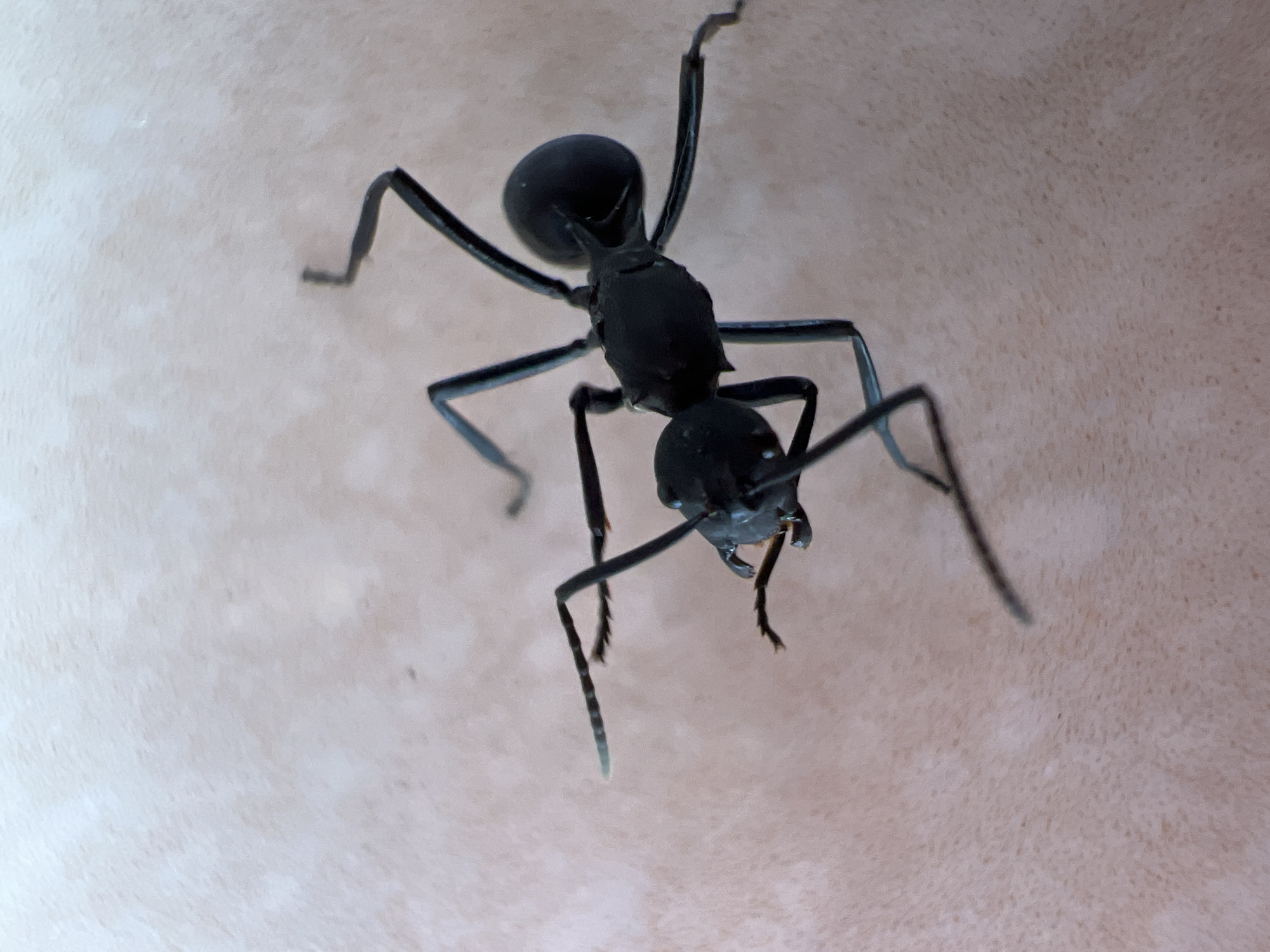 A close-up photograph captures a black ant positioned on a surface with a mottled, off-white and light brown background. The ant's body is shiny and black, and it is facing the viewer. Details of the ant's anatomy are visible including its six legs, antennae, and mandibles.
The location is reported to be in Ubud District, Indonesia but there is no indication of this in the photograph.