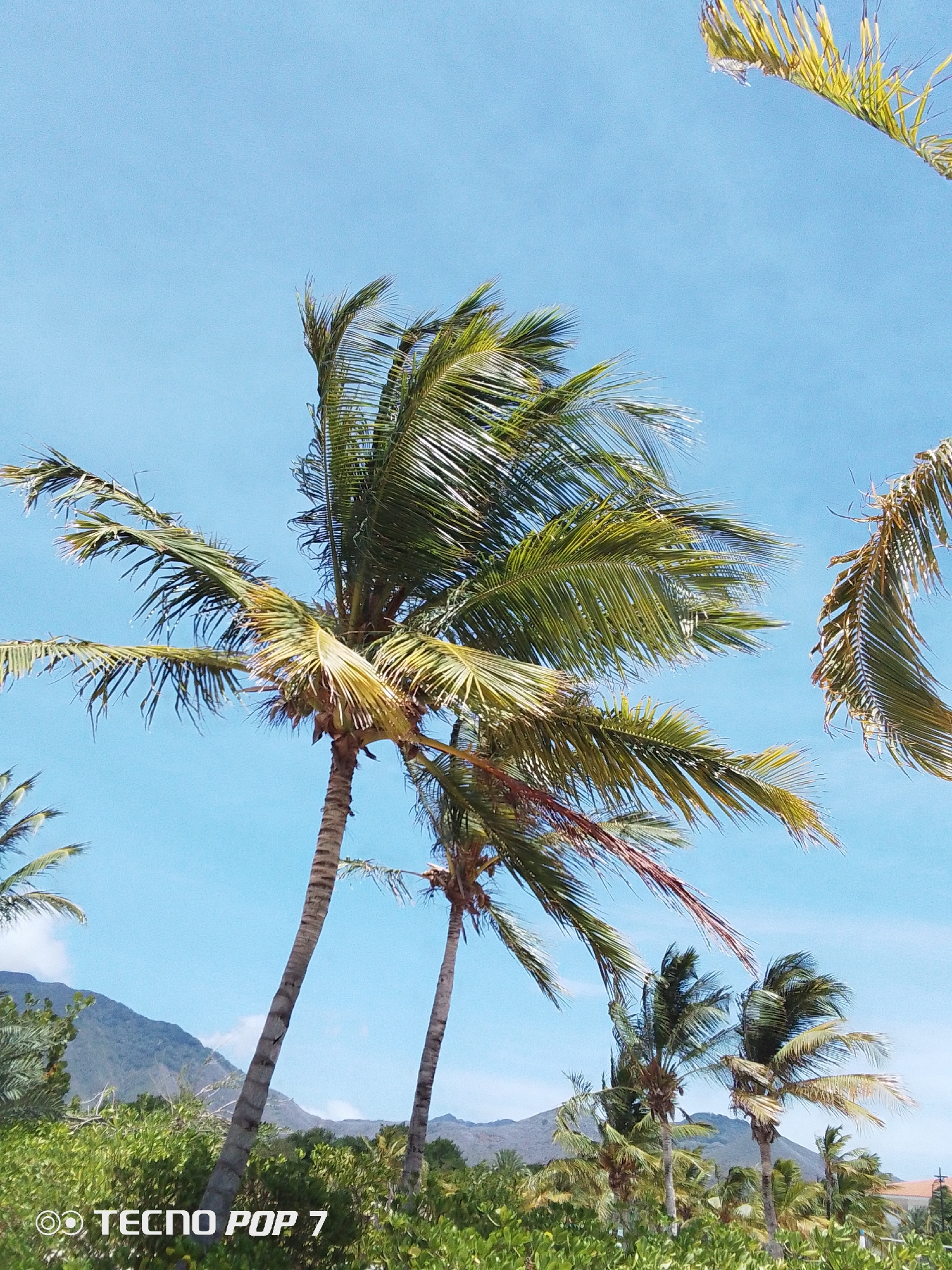The image depicts a scene in Pedro González, Venezuela, showcasing a landscape with palm trees set against a clear blue sky. Several palm trees are prominently featured in the foreground and midground, with lush greenery at their base. A mountain range is visible in the distance, adding depth to the scene. The image has a bright, daytime setting and appears to have been taken from a low angle. The camera or device used to capture the image, as indicated by "TECNO POP 7" in the corner, is also visible.