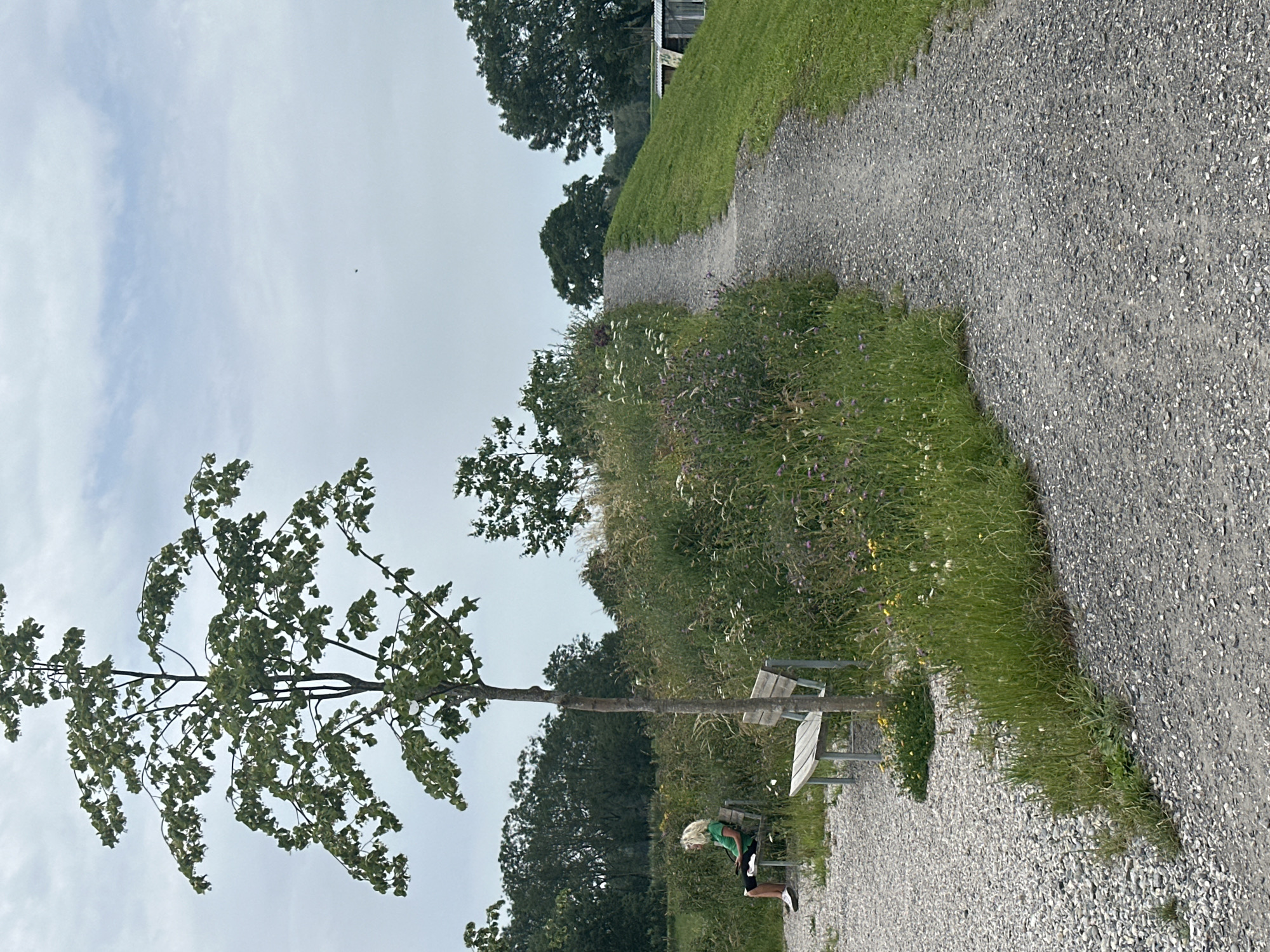 The image shows a gravel path curving upwards along a grassy embankment. A young woman with blonde hair, wearing a green t-shirt and dark shorts, is sitting on a wooden bench on the left side of the path, reading a book. Another empty wooden bench is situated in front of her. A slender tree with sparse green leaves stands beside the benches. The background consists of lush green vegetation, trees, and a cloudy sky. The scene appears to be an outdoor recreational area, possibly a park or a walking trail, in the municipality of Lauterach, Austria, likely near the Bregenzer Ache river or Lake Constance given the flat topography and the presence of recreational pathways.