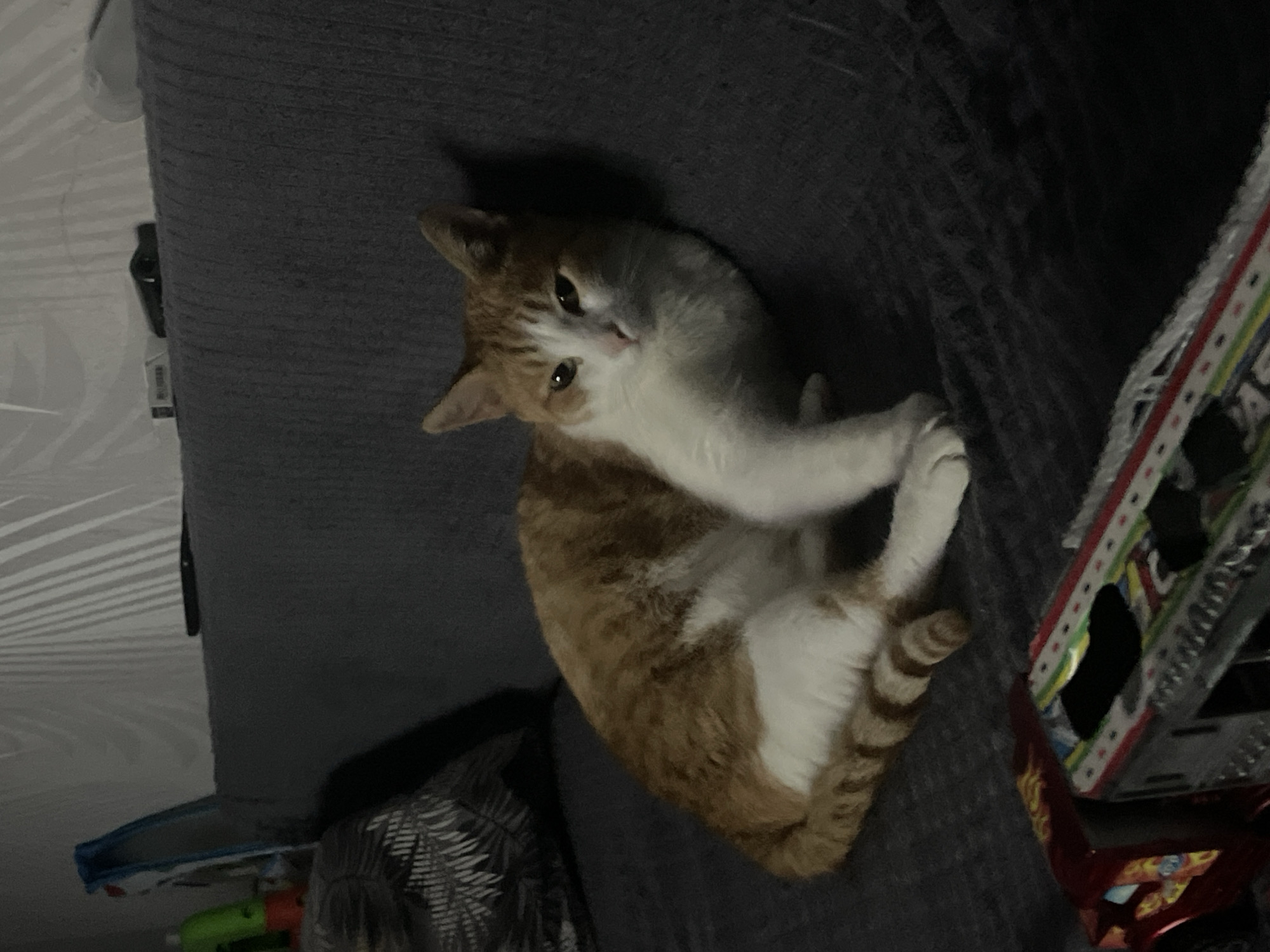 An orange and white cat is lying on a dark grey couch. The cat is in the center of the image, facing towards the right. Its front paws are crossed, and its tail is curled around its body. The cat has green eyes and a pink nose. To the left of the cat, there is a pillow with a dark leafy pattern. In the foreground, a toy train is partially visible. The background consists of a wall with vertical white stripes. The scene appears to be indoors, likely in a living room. There is no indication of the city of Zhukovo, Russia.