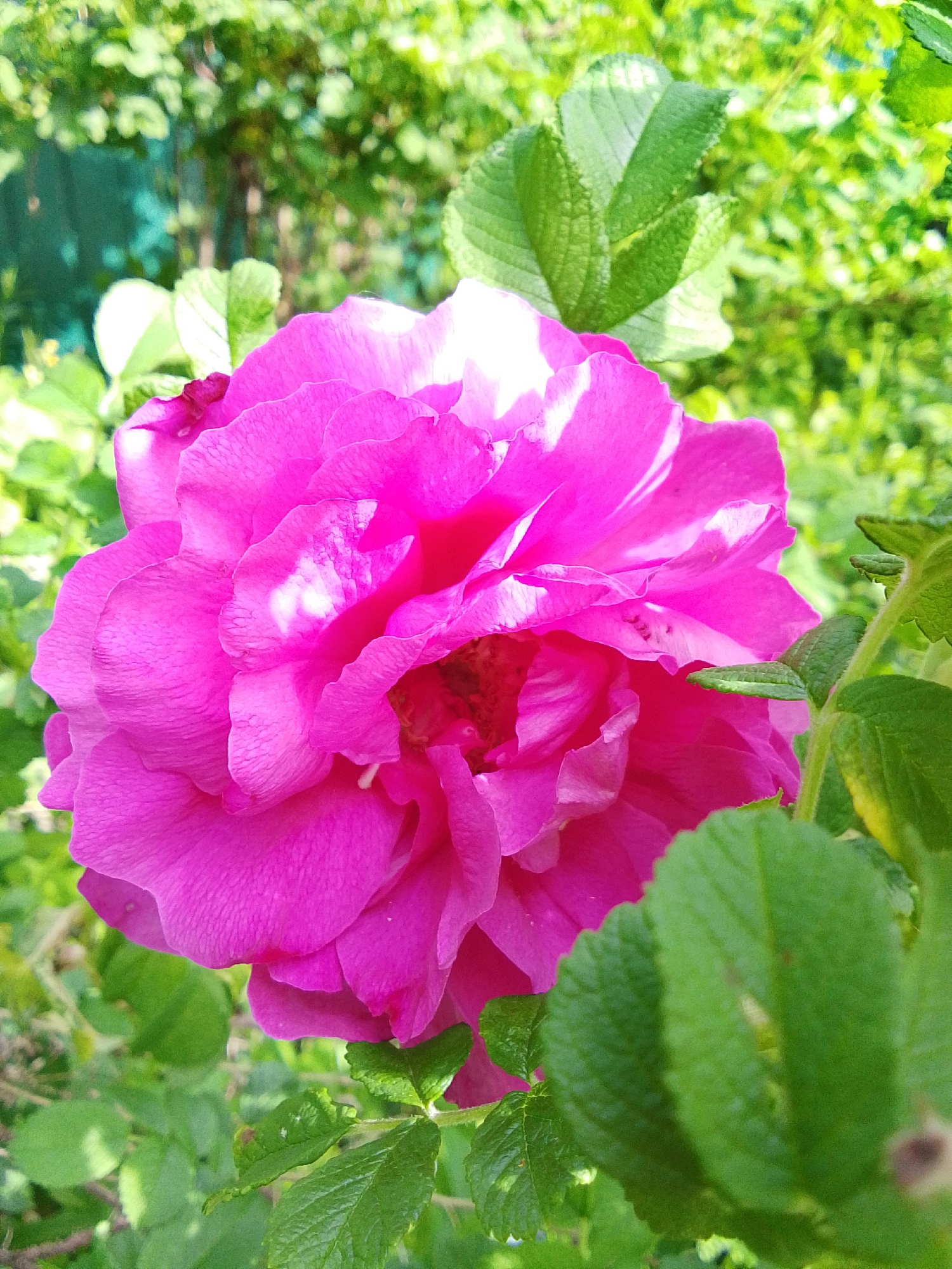 The image depicts a close-up view of a vibrant pink rose, likely a Rugosa rose, surrounded by green foliage. The rose is in full bloom, with numerous petals forming a dense, layered structure. Light reflects off some of the petals, creating bright highlights. The surrounding leaves are a textured green, showing signs of veins and serrated edges. The background is blurred, suggesting a garden or natural outdoor setting. The location, Snopok Novyi, Russia, implies the rose may be growing in a local garden or natural landscape within that region.
