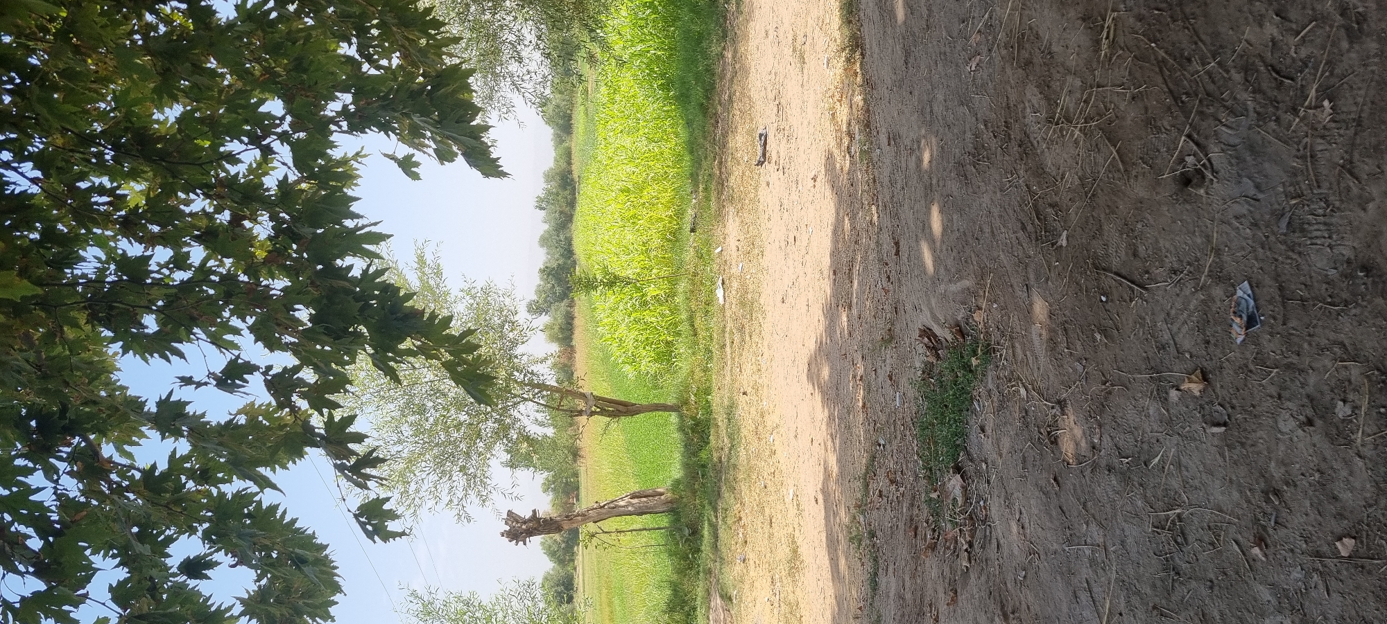 The image depicts an outdoor scene, likely in or near the city of Jomi, Tajikistan, characterized by a dirt foreground with sparse vegetation and shadows. Beyond the foreground, a field of tall, green crops stretches towards a line of trees in the background under a clear, bright sky. In the mid-ground, two young trees are visible, one of which is a sapling next to a weathered, chopped tree trunk. The overall impression is one of a rural or semi-rural agricultural landscape.