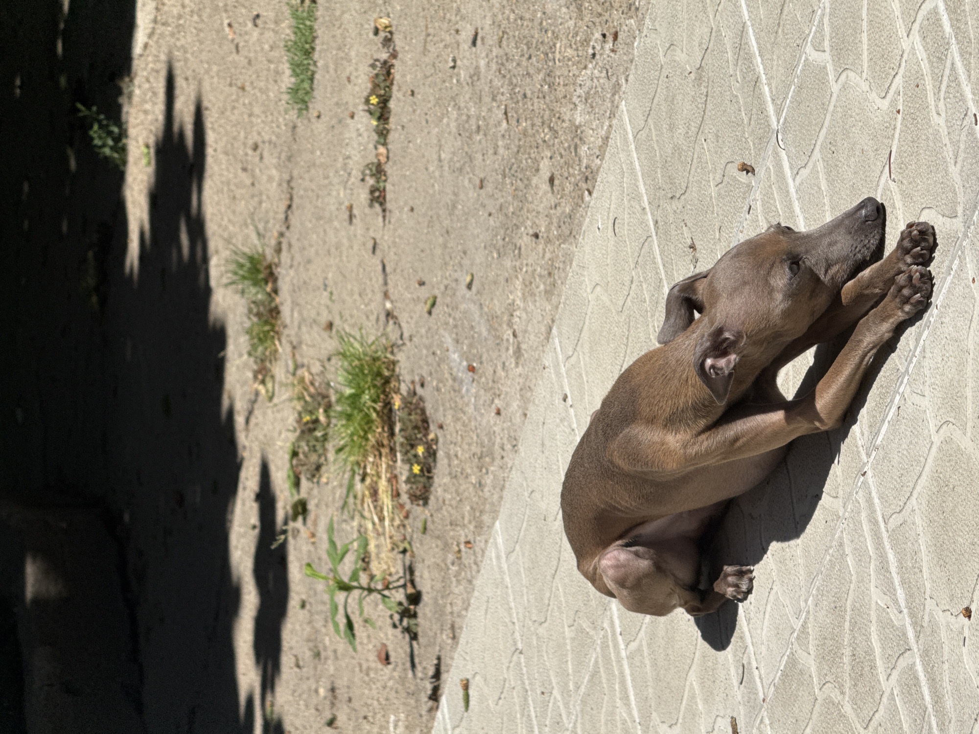 An Italian Greyhound puppy with brown fur is lying on a paved surface in a city environment. The ground is made of light-colored square tiles with a cracked pattern. The puppy is resting in the shade of a tree, evidenced by the dappled shadow cast on the ground and the puppy itself. The background consists of a dirt and gravel area with sparse green grass and some dried leaves. The overall scene suggests a sunny day outdoors, possibly in a park or a residential courtyard. The location is identified as Zvezdara Urban Municipality, Serbia.