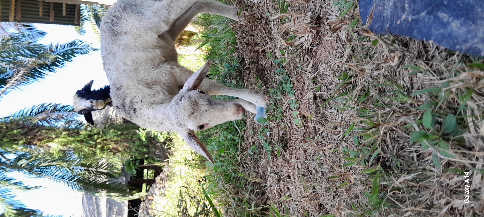 In a sun-dappled outdoor setting, likely a rural or semi-rural area within Tanjong, Indonesia, two sheep are the primary subjects. The foreground is dominated by dry, brown grass and scattered patches of green vegetation. One sheep, mostly white with a curly fleece, stands facing left with its head lowered, seemingly interacting with a small, blue object on the ground. Its ears are prominent and slightly drooped. Partially visible behind and above this sheep is another sheep, distinguished by its black face and white head. This second sheep is looking directly at the camera. The background reveals palm trees with lush green fronds, suggesting a tropical or sub-tropical climate. Structures, possibly simple buildings with corrugated metal roofs, are visible in the distance, partially obscured by foliage. The lighting indicates it is daytime, with shadows cast on the ground. The overall impression is of a candid moment captured in a natural, perhaps agricultural, environment.