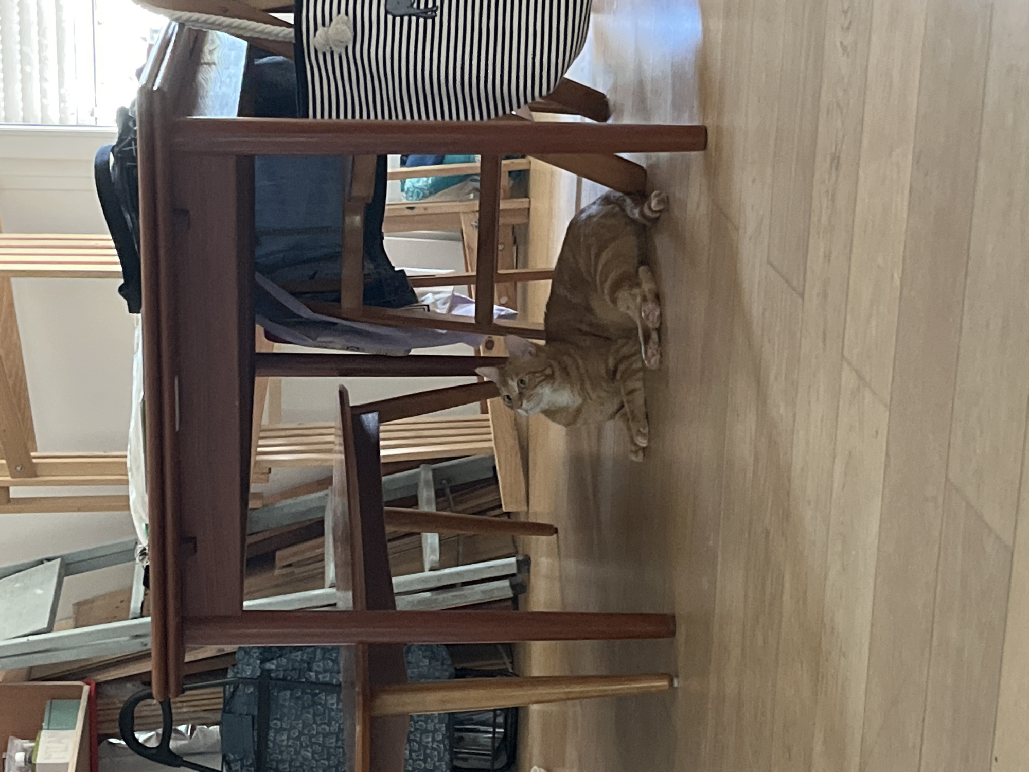 An orange tabby cat is lying on a light-colored wooden floor under a brown wooden table. The cat is looking upwards and to its left. Behind the cat and the table, various items are visible, including stacked wooden panels, a ladder, and a striped tote bag. The scene appears to be indoors. The image is described as being taken in Villejuif, France.
