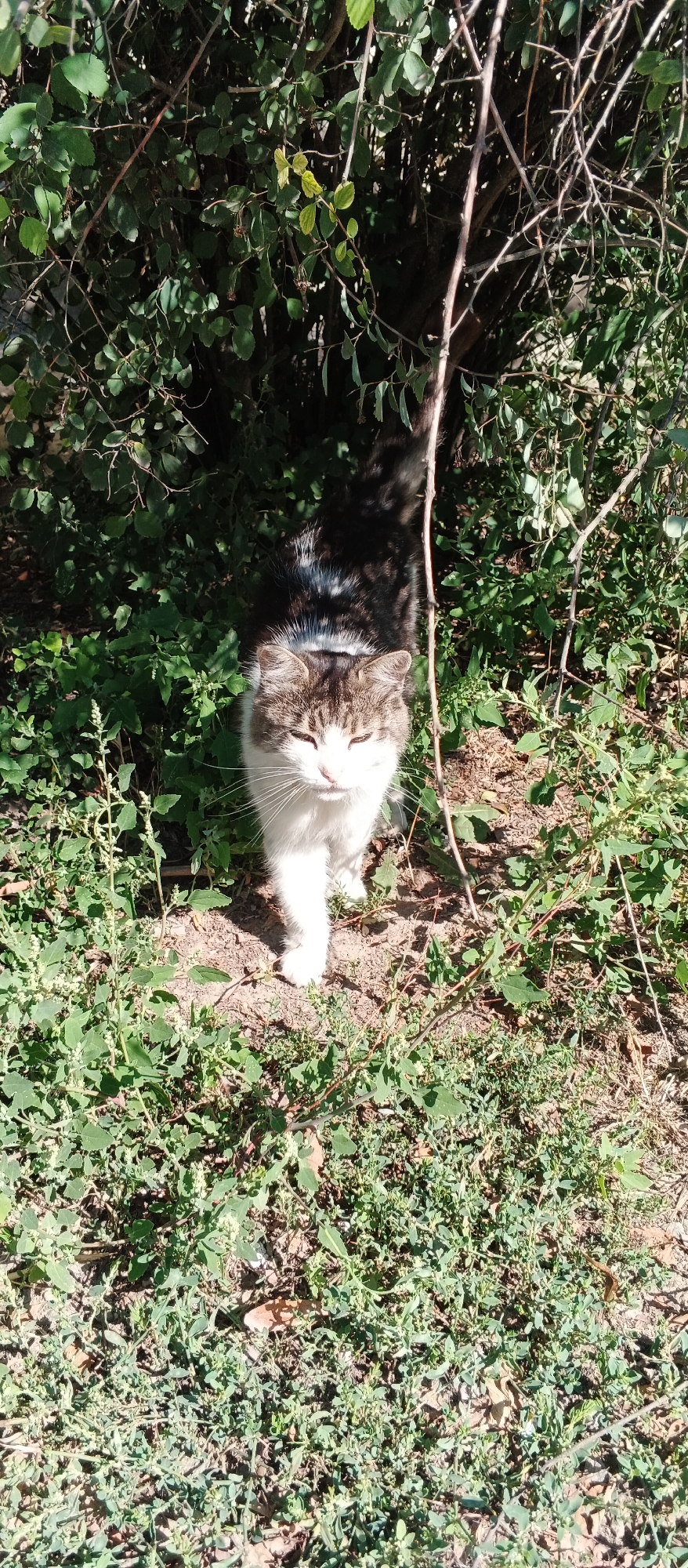 A medium-sized, short-haired cat with white and tabby markings is standing in a patch of dry ground surrounded by green foliage. The cat is looking directly at the camera with its eyes partially closed. The background consists of dense green bushes and dry branches, with dappled sunlight creating shadows on the ground and the cat. The scene appears to be outdoors in a natural or semi-natural environment. No specific landmarks or indications of the city of Smila, Ukraine, are visible in this image.
