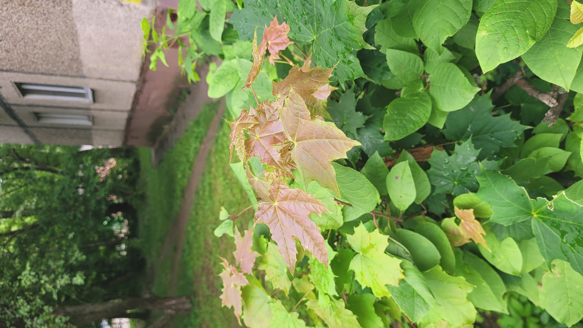 An exterior, eye-level, medium shot captures a close-up of young maple leaves with reddish-brown tinges in the foreground, set against a blurred backdrop of a residential building and lush greenery. The maple leaves exhibit a distinct palmate shape and serrated edges, some appearing slightly curled. Behind them, a dense cluster of broader, vibrant green leaves creates a layered effect, with some leaves glistening as if recently rained upon. In the background, a dirt path winds through a grassy area, leading towards a building with light-colored textured walls and two rectangular windows. Trees with dense green foliage frame the scene on the left. The overall impression is a serene, natural setting adjacent to urban architecture.