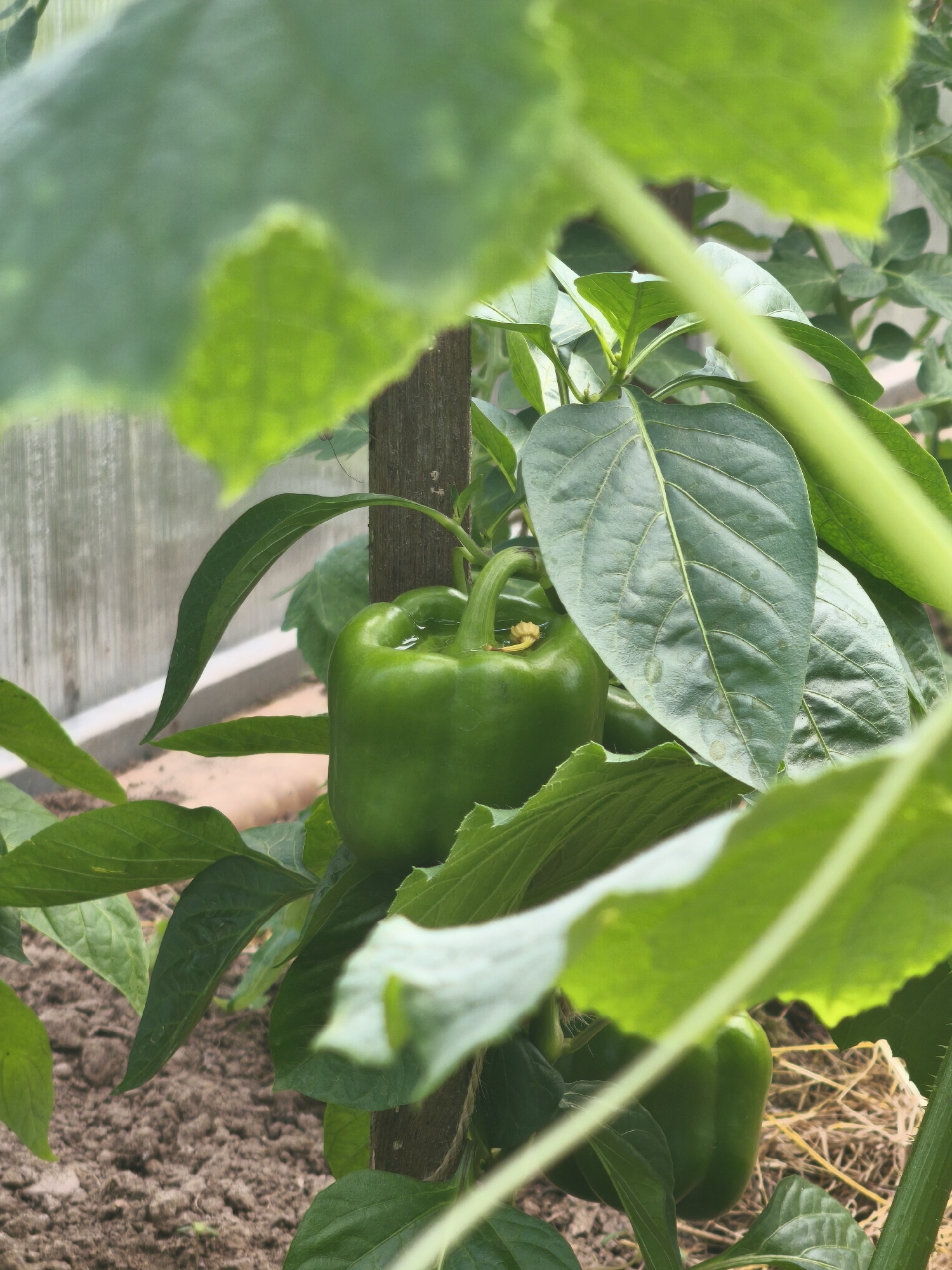 In Kady, Russia, an image captures a close-up view of a ripening green bell pepper plant growing in a greenhouse. The pepper, a vibrant green, hangs from a stem, supported by a wooden stake. Lush green leaves surround the pepper, some partially obscuring the view. The soil below is visible, with straw scattered on the surface. In the background, the transparent walls of the greenhouse can be seen. The lighting suggests it is daytime.