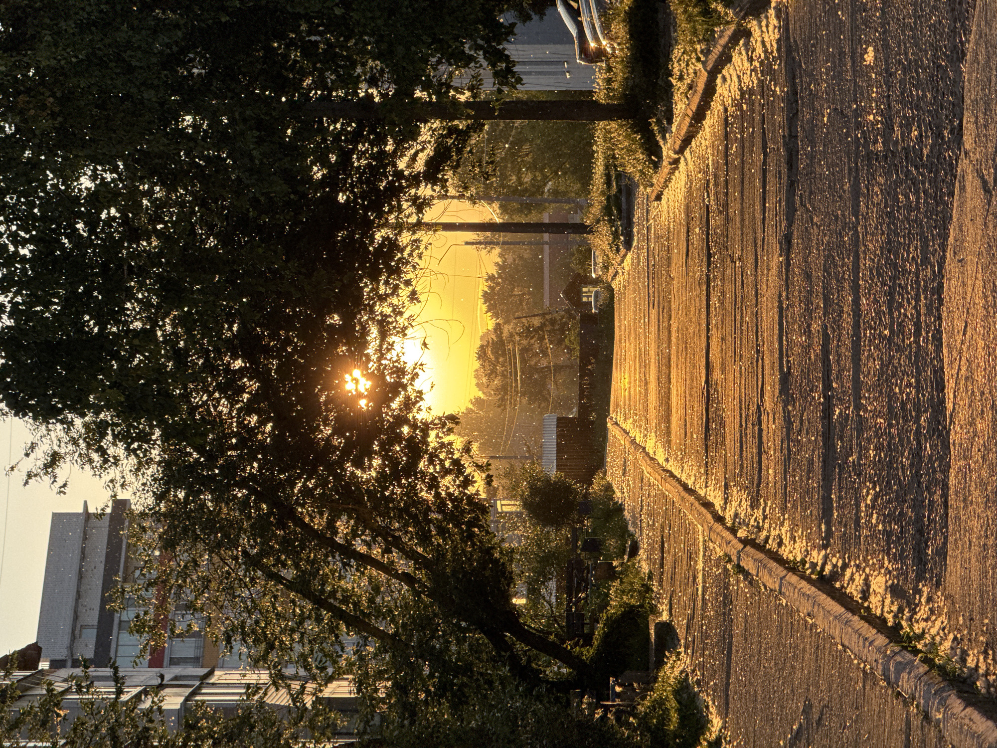 The image displays an urban pathway in Chaikovsky, Russia, illuminated by intense golden sunlight, indicative of either sunrise or sunset. A concrete-segmented pathway, showing signs of wear, recedes into the distance. This pathway and adjacent ground are covered by a dense scattering of small, white, flocculent particles, which are also visibly suspended in the air, catching the backlight.
Dense foliage of trees lines both sides of the pathway, forming a natural archway. These trees are heavily backlit, presenting dark silhouettes with bright outlines where sunlight strikes the leaves. The sun itself is partially obscured by the tree canopy, appearing as a brilliant golden glow with noticeable lens flare.
On the left side of the frame, behind the trees, a multi-story residential building with multiple windows and balconies is partially visible. In the background, indistinct structures, utility poles, and overhead wires are discernible, softened by atmospheric haze. On the far right, partially obscured by trees and shadows, outlines of parked vehicles can be seen. No human or animal subjects are present within the visible frame. The scene is dominated by warm golden and orange tones, contrasted with the dark green and silhouette forms of the trees.