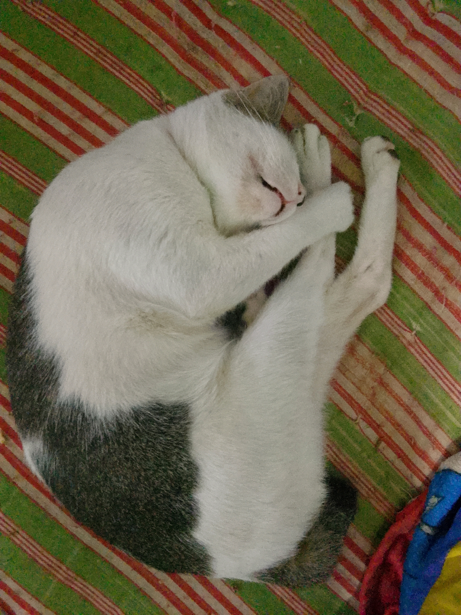 A white and gray cat is curled up and sleeping on a striped green and red blanket. The cat is facing to the right with its eyes closed and its paws tucked underneath its body. The blanket is made of a soft material and has a repeating pattern of diagonal stripes in red and green. The background is blurred and out of focus, but appears to be indoors. The image was taken in a home in Padang, Indonesia.
