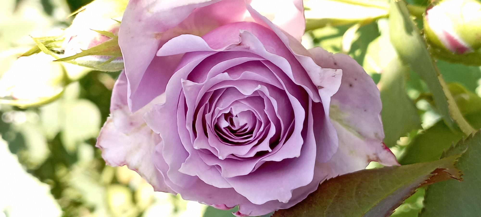 A close-up, vertical shot showcases a single, light purple rose in full bloom. The rose's petals are tightly spiraled towards its center, with softer, more open petals towards the outer edges. The petals exhibit a subtle gradient of color, shifting from a pale lavender in the center to a slightly darker, pinkish-purple at the tips. Some of the outer petals show signs of slight wilting or browning along their edges. The rose is positioned slightly off-center to the left of the frame.
Behind the rose, the background is softly blurred, creating a bokeh effect. It consists of lush green foliage and hints of sunlight filtering through, suggesting an outdoor setting. To the upper right of the rose, two unopened rose buds are partially visible, their pale green sepals tinged with pink. A few dark green leaves, with serrated edges, are visible in the lower left and bottom of the frame, framing the rose. The lighting suggests it is daytime, with soft light illuminating the rose and creating subtle highlights on its petals. The overall impression is one of natural beauty and delicate detail. This image depicts a rose in a garden, potentially in the village of Radisne, Ukraine.