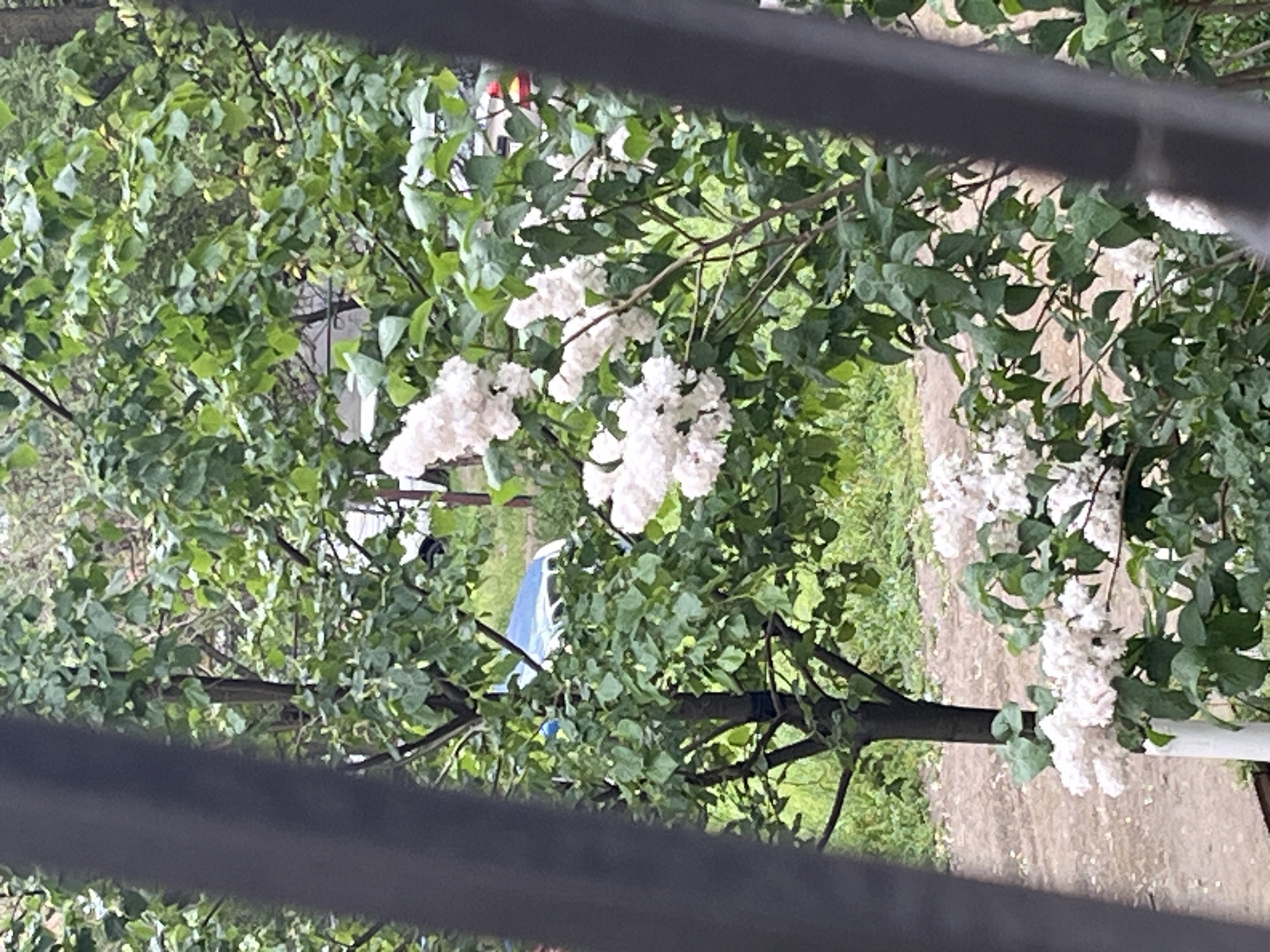 The image, possibly taken from an elevated position like a balcony or window, features a lilac tree in bloom. The white blossoms are prominent against the green leaves. In the background, obscured by the foliage, are hints of a street or residential area, with glimpses of cars and buildings. The location is purportedly Rostov-on-Don, Russia, although there are no specific details in the image to confirm the location. In the bottom of the image there is a gray railing.