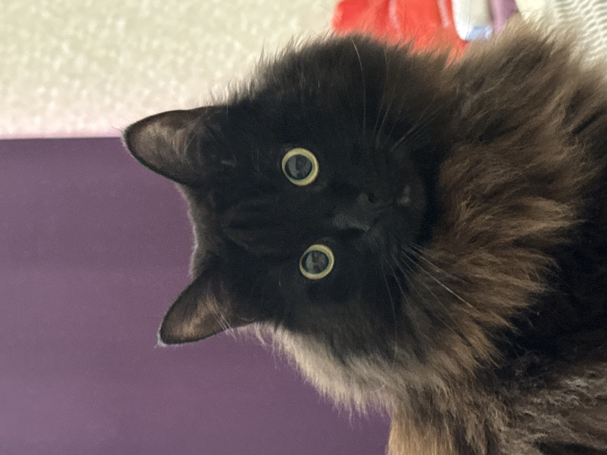 A head-on portrait features a long-haired black cat with prominent chartreuse-green eyes, centered against a two-toned indoor background. The cat's face is oriented directly towards the viewer, with its pupils dilated to small black circles, reflecting two distinct light sources. Its fur is dense and appears predominantly black on the head and ears, transitioning to a distinct dark brown or rust-colored hue around the neck and chest, indicating a potential smoke or dilute tortoiseshell coloration on a long-haired breed. Fine, white whiskers extend from its muzzle. The left side of the background is a solid, slightly textured purple wall or fabric, while the right side is a lighter, off-white, similarly textured surface, separated by a vertical seam or corner. A small, indistinct red object is visible in the lower right background, behind the cat's shoulder. The lighting is direct and illuminates the cat's fur and the distinct color of its irises.