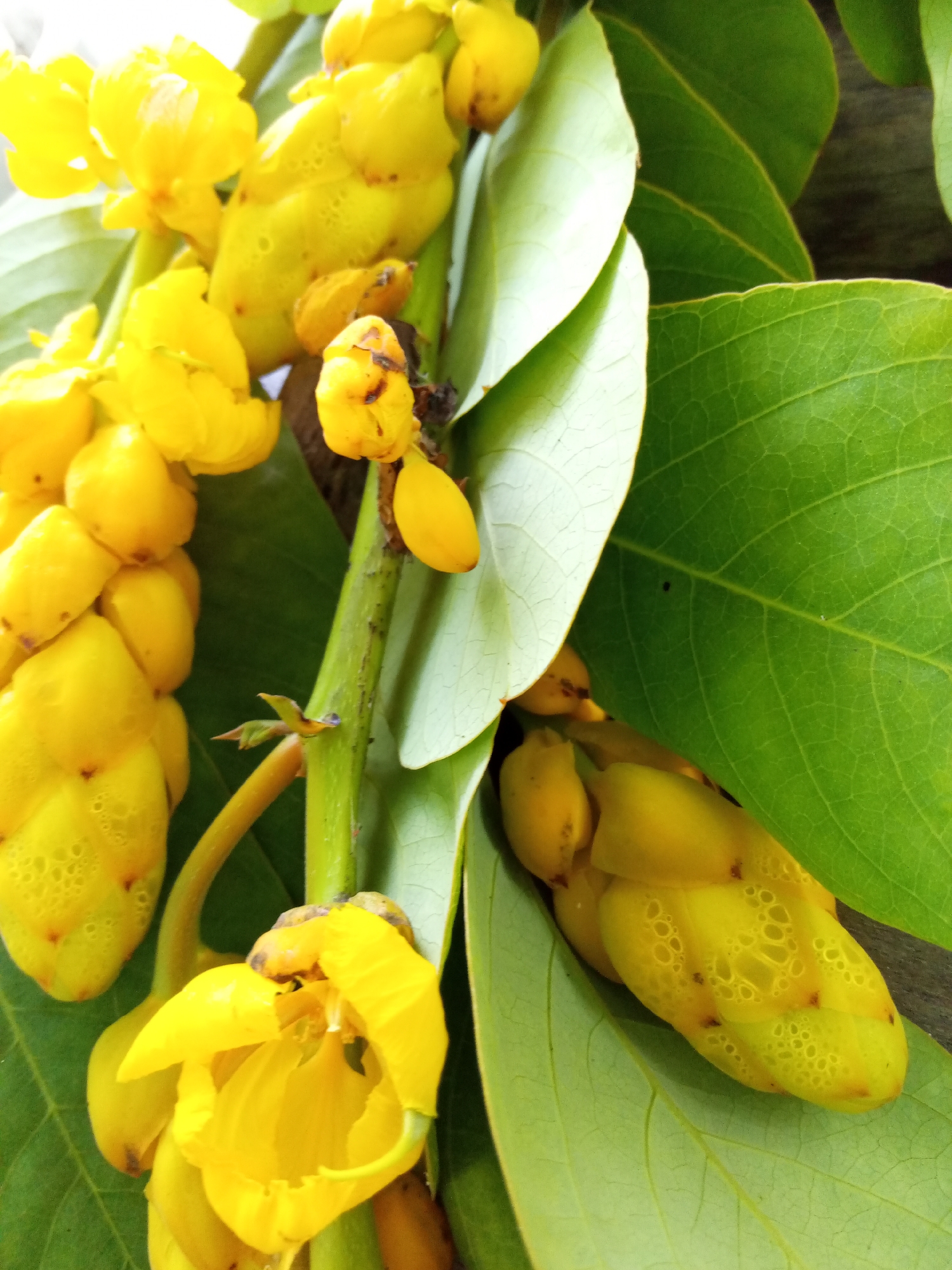 The image shows a close-up of yellow flowers and green leaves, likely taken in the Bac Natural Heritage Area Trang, Vietnam. The yellow flowers are clustered in pod-like shapes, some still closed and others partially open, revealing vibrant yellow petals. The green leaves are broad and ovate, providing a backdrop to the flowers. The stems are green and visible. The image is well-lit, highlighting the textures and colors of the plant life.
