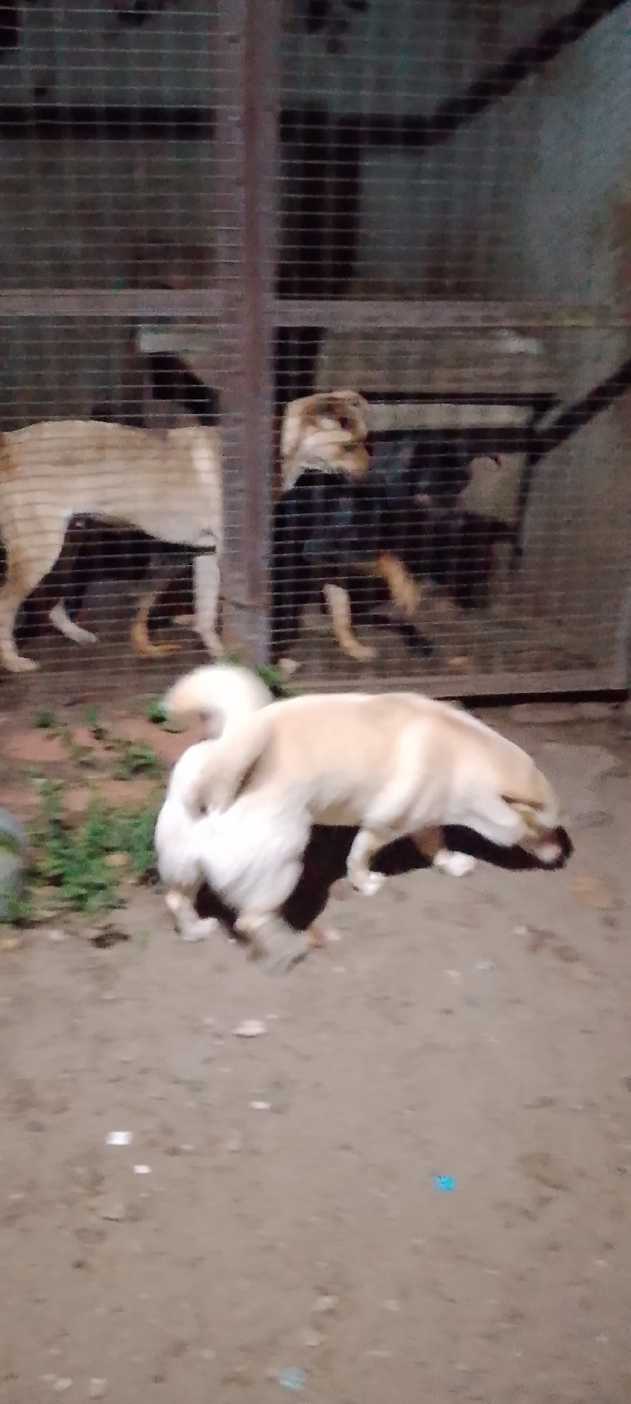 In Belgorod, Russia, a group of dogs are visible in an outdoor enclosure. One dog, a light-colored breed, is in the foreground, appearing to be sniffing the ground. Behind it, another dog of similar coloration stands facing left. Further back, a dark-colored dog is also visible within the enclosure. The enclosure is constructed of metal fencing and appears to be in a yard or open area with a dirt floor and some sparse vegetation. The lighting suggests it is either dusk or nighttime.