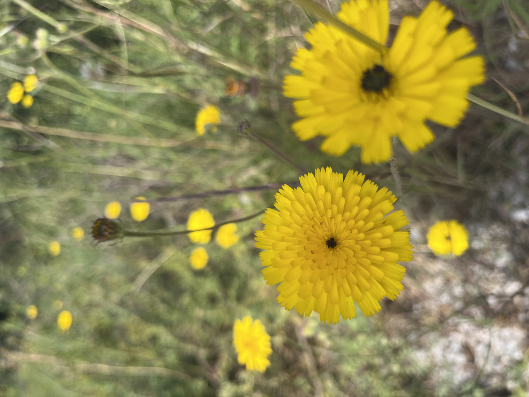 The image shows a field of yellow flowers, likely dandelions or a similar type of Asteraceae, in a grassy area with some bare patches of light-colored ground. Two flowers are in sharp focus in the foreground, while others are blurred in the background. The lighting is bright, suggesting it is daytime. It's difficult to definitively pinpoint the exact location within Alanya, Turkey, without more specific landmarks or environmental cues.