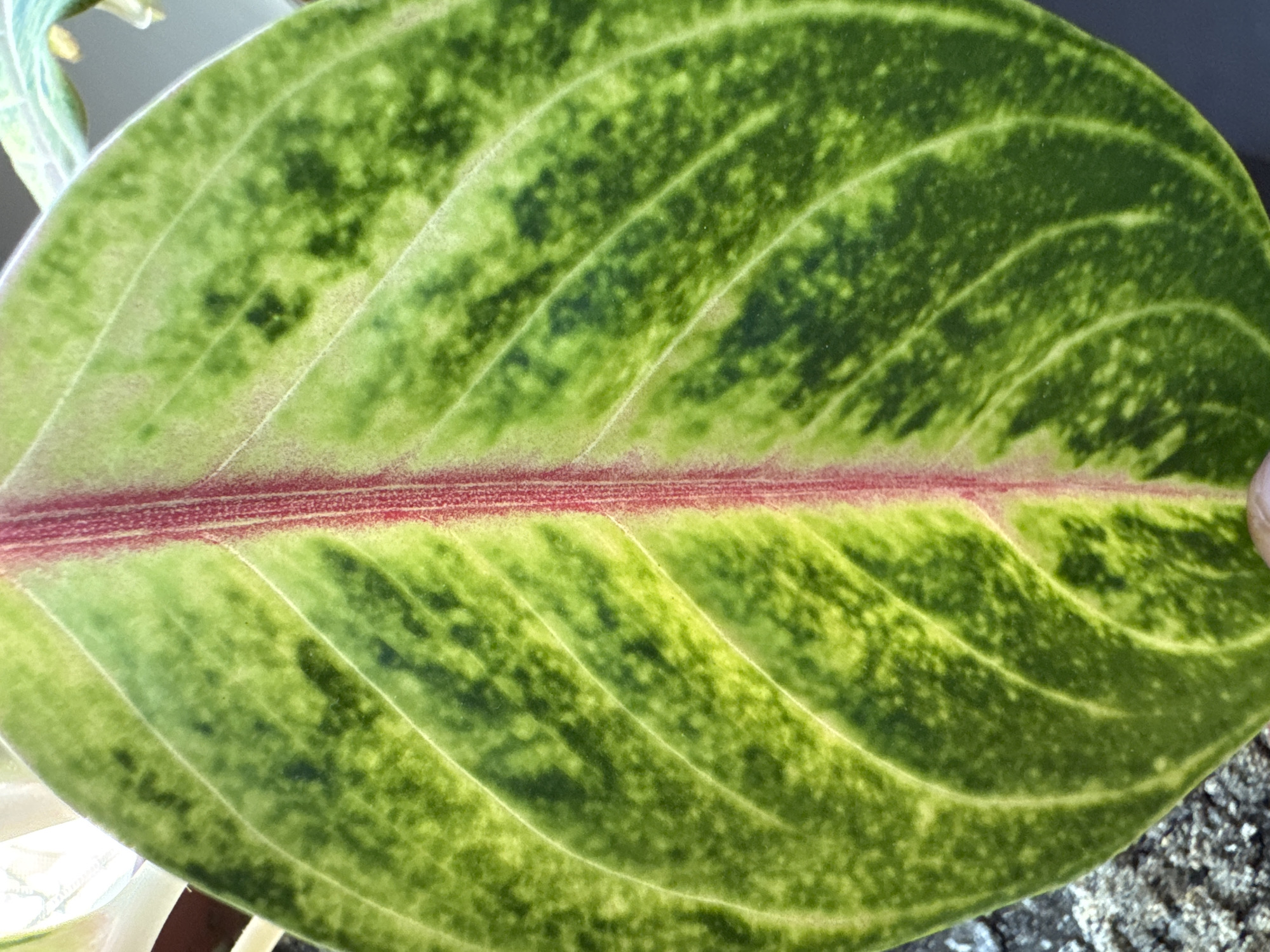 The image is a close-up, vertical shot of a plant leaf. The leaf is oval-shaped with a prominent central vein that is reddish-pink in color, bordered by lighter green and dark green mottled patches. The leaf surface exhibits a textured, slightly bumpy appearance with visible parallel veins extending outwards from the center. The lighting suggests it's an outdoor environment, possibly in natural light. The background is slightly blurred, showing hints of other foliage and a grey, rough textured surface at the bottom left, possibly a rock or tree bark. The location in Qonaev, Kazakhstan is not discernible from the image itself.