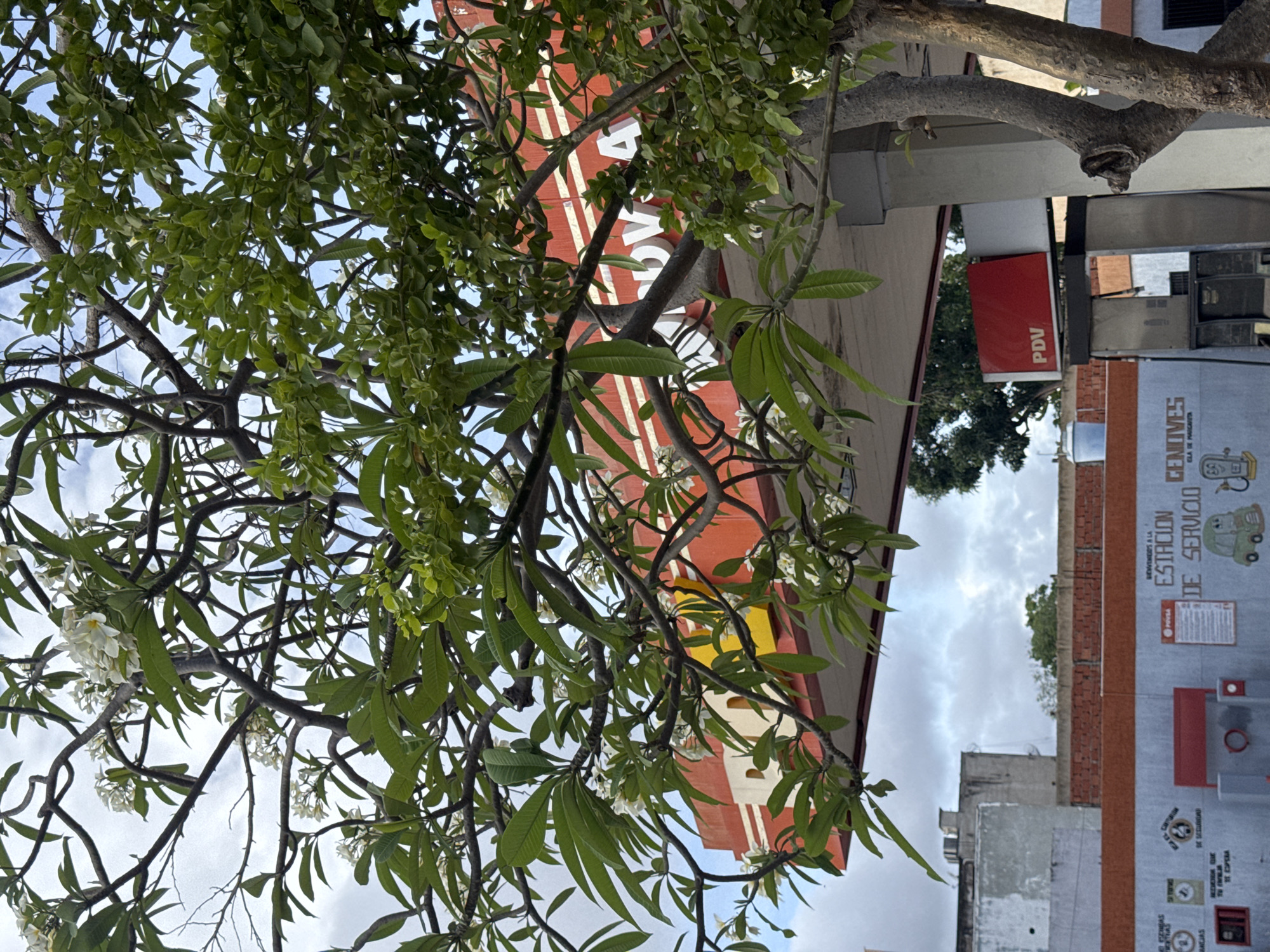 This is a medium-shot, eye-level, outdoor photograph taken in Porlamar, Venezuela. The foreground is dominated by the dense foliage of a flowering tree with green leaves and white blossoms, its branches extending across the frame and partially obscuring the background. Behind the tree, a red and white awning of a gas station is visible, with a yellow rectangular sign on the left side and white lettering that appears to read "NOVA" on the right. Below the awning, a gas pump with a red PDV sign is visible on the right. In the background, a low, orange brick wall runs horizontally, and a light-colored building with a darker upper section stands behind it. The sky above is overcast.