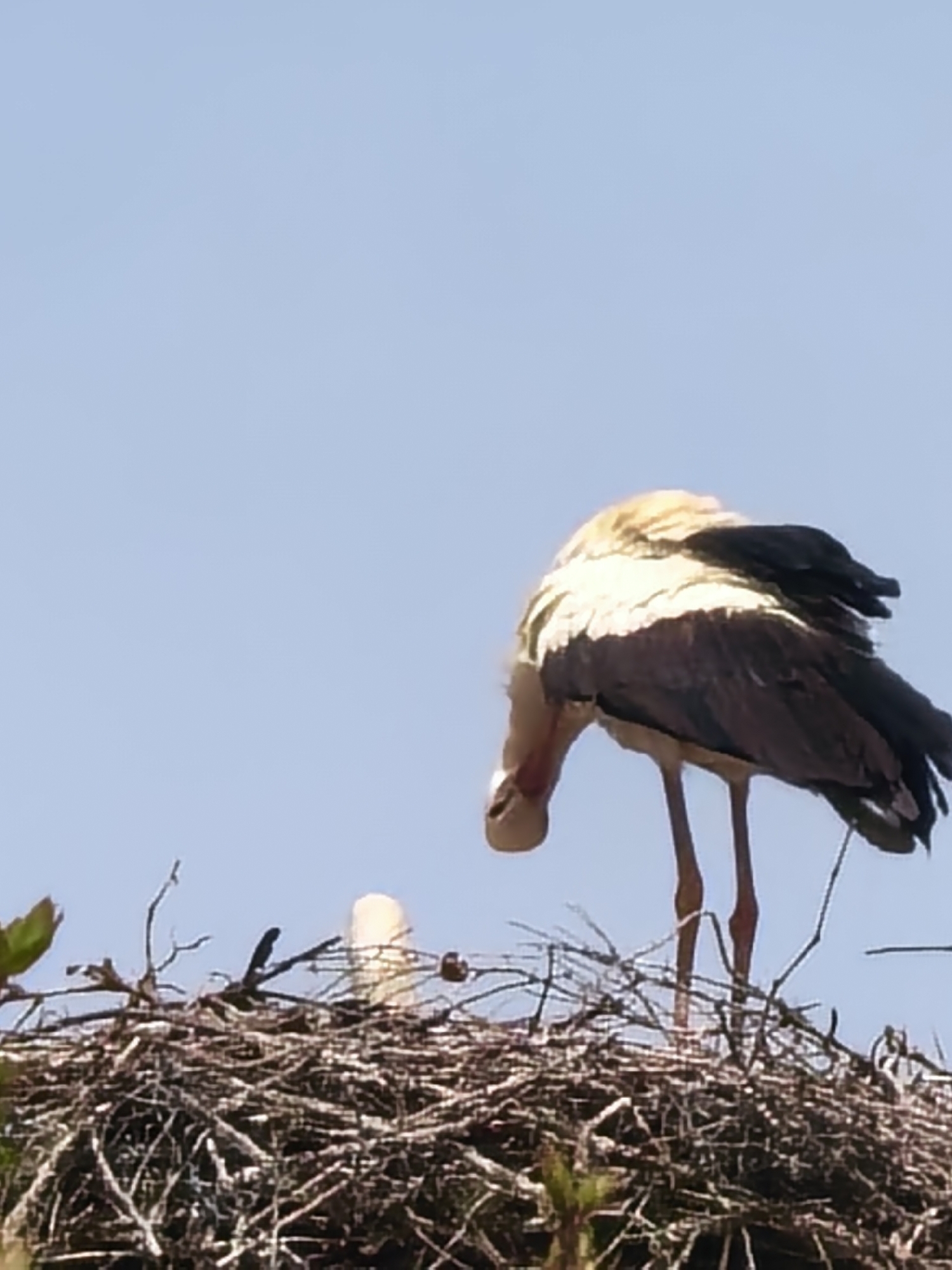 A medium shot captures a white stork perched on a nest in the city of Unknown, Unknown. The stork is positioned at the right of the frame, its head bent down as if preening or inspecting the nest. Its plumage is predominantly white with some black markings on its wings and tail. The nest, constructed of branches and twigs, occupies the lower portion of the image. In the background, a clear blue sky provides contrast. Another bird is partly visible to the left of the stork. The photo's angle suggests it was taken from below, looking up at the nest.