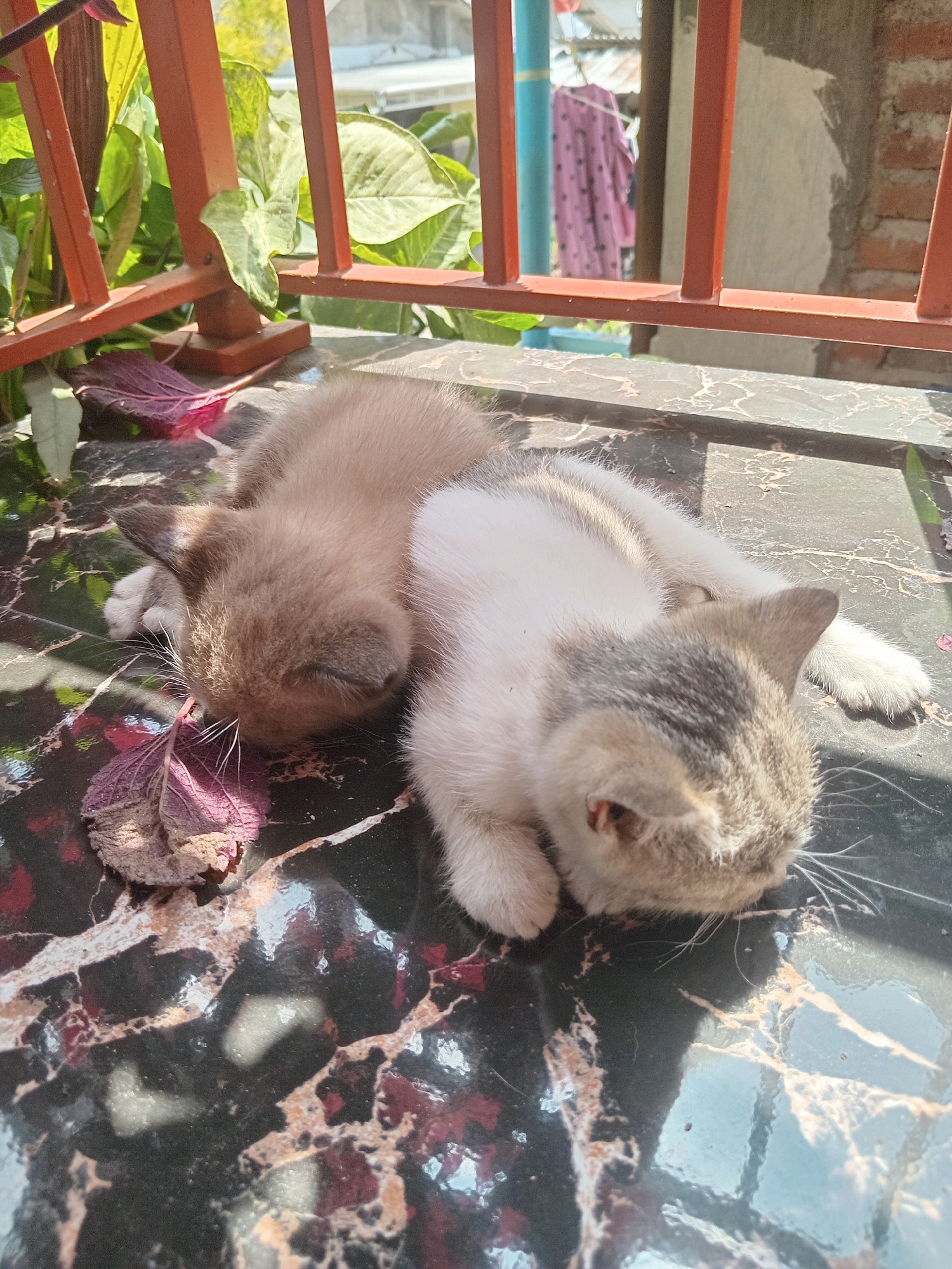 Two kittens are sleeping on a marble surface outdoors. One kitten is light brown and the other is white with grey markings. They are lying on their sides, nestled together. In the background, there is a red railing and green plants. Further in the background, there is a building with a light-colored wall and exposed brick. There are also clothes hanging on a clothesline. The sun is shining, casting shadows on the marble surface. This scene is located in Claket, Indonesia.