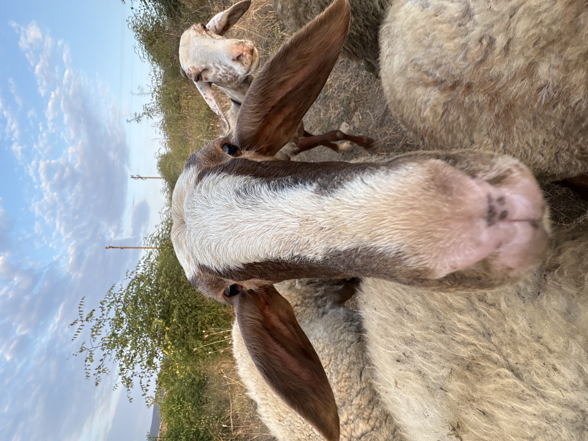 In a field on the outskirts of Tankovo, Bulgaria, a close-up, wide-angle shot captures a group of sheep. The foreground is dominated by the head of one sheep, facing directly at the camera with its large, brown ears splayed out. Its face is white with a distinct brown stripe running down its forehead and nose. Behind this sheep, another sheep's head is visible, looking slightly off to the side, with a spotted face and similar brown and white markings. The sheep are surrounded by dry grass and vegetation. In the background, trees and bushes line the horizon, with a power line pole and wires visible against a sky with scattered white clouds. The lighting suggests it is either early morning or late afternoon.